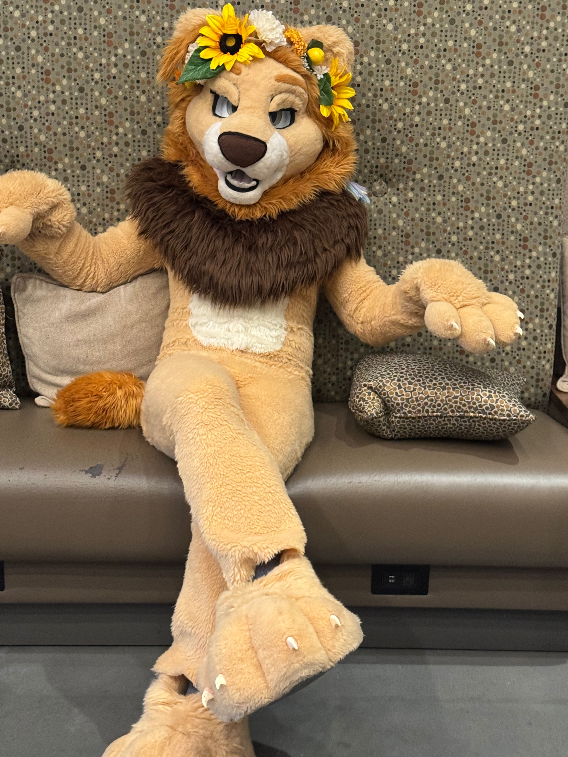 Couch meow