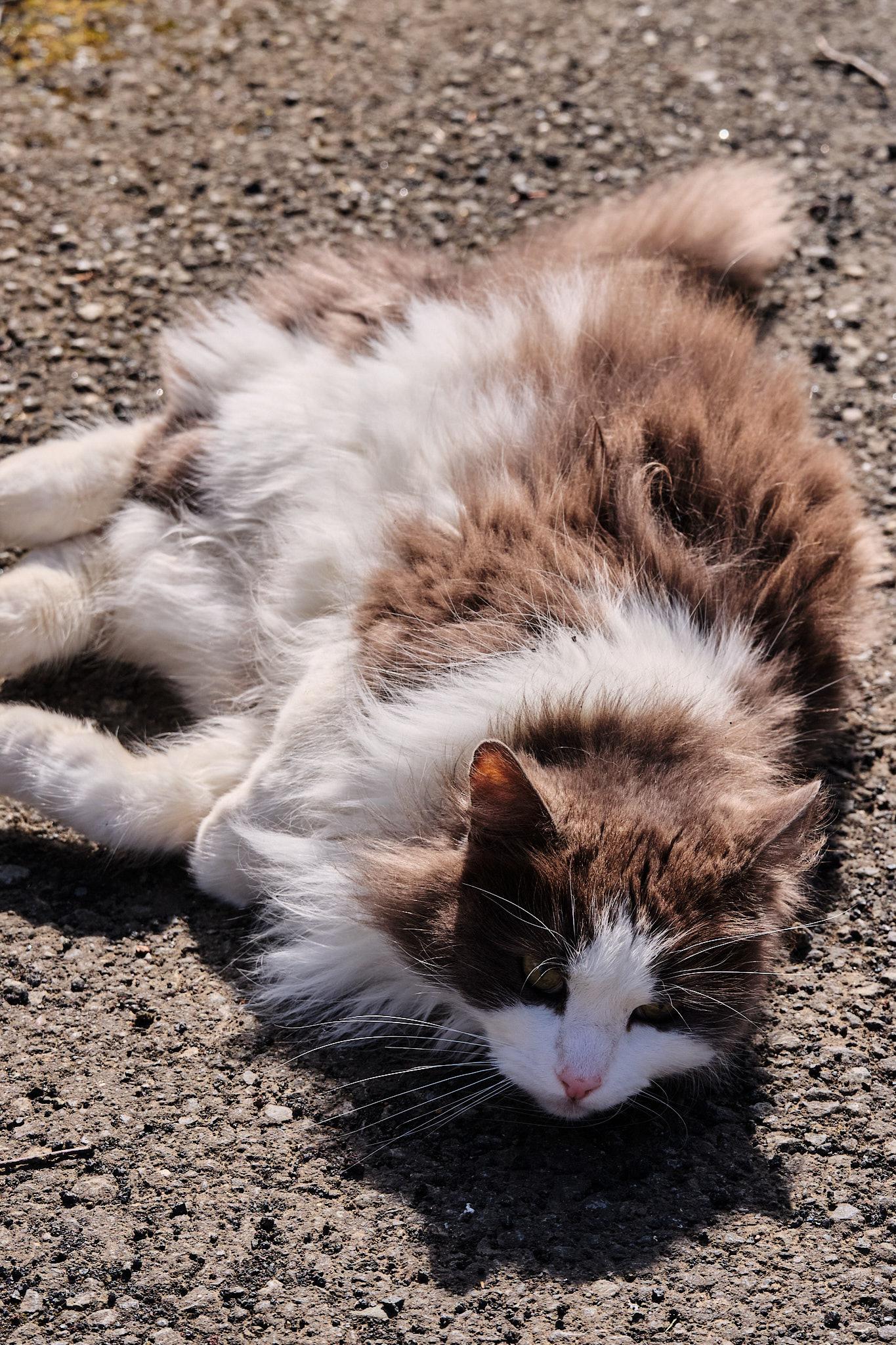 Grása, a long-haired grey-and-white cat, lounges on the sidewalk.