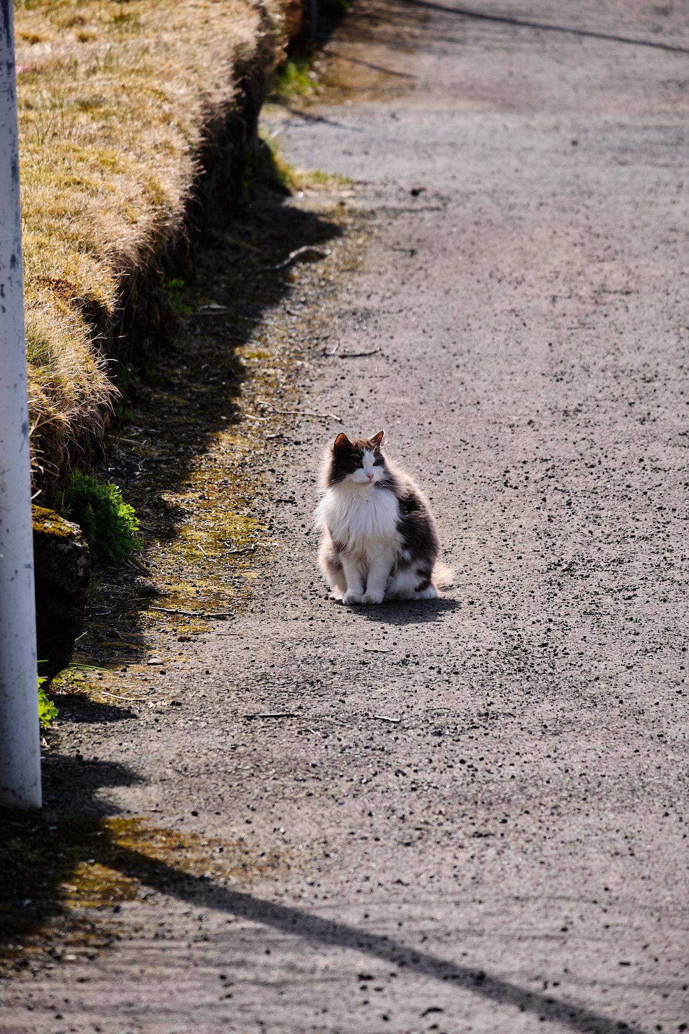That same long-haired grey-and-white cat sitting on said sidewalk, looking to the side, framed by sunlight