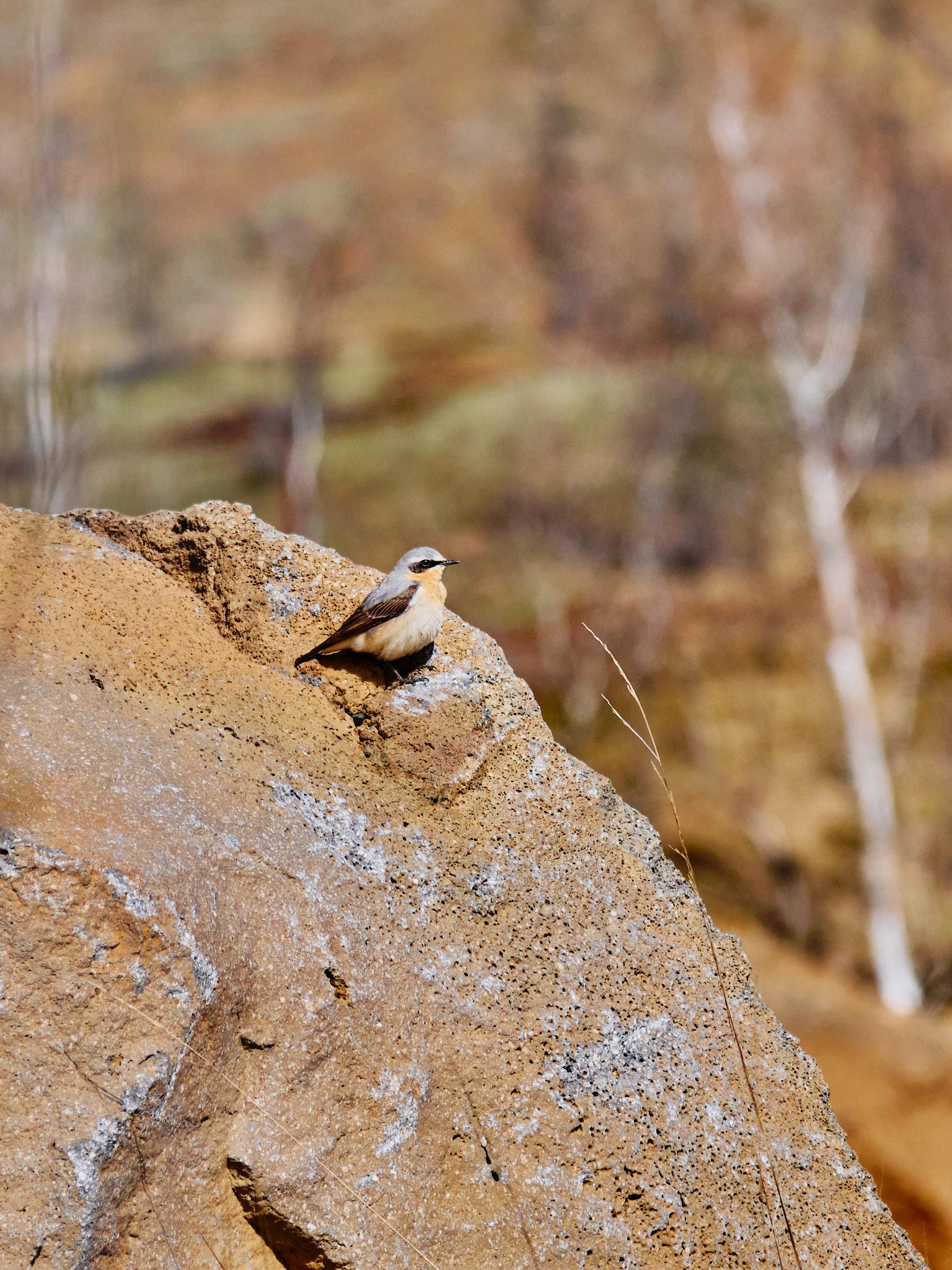 A small bird, grey and white with a yellow streak, sitting on a large rock.