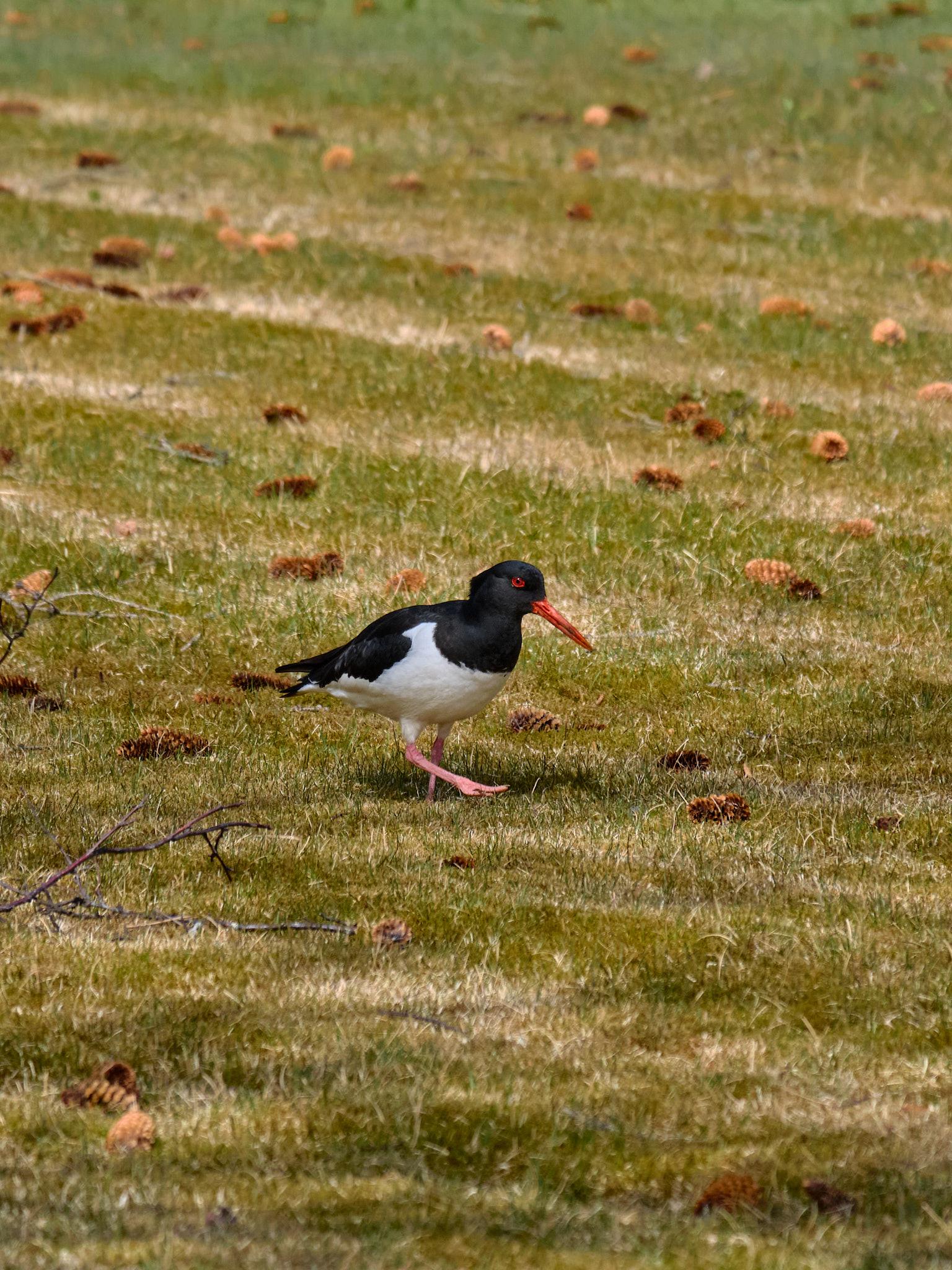 It's an oystercatcher on a lawn. That being a long-beaked bird that mostly doesn't catch or eat oysters