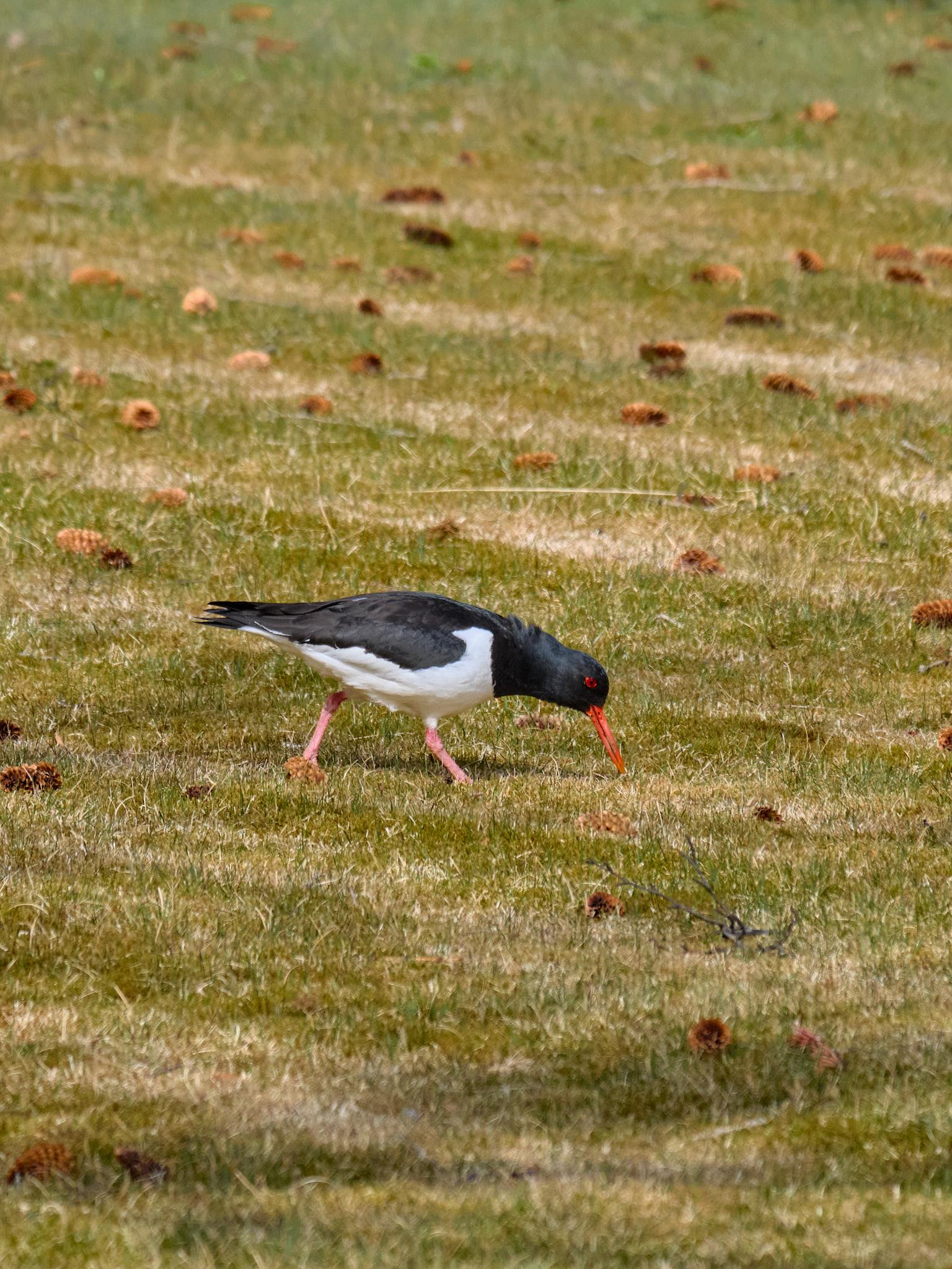 That same oystercatcher, except now it's pecking at something in the grass.