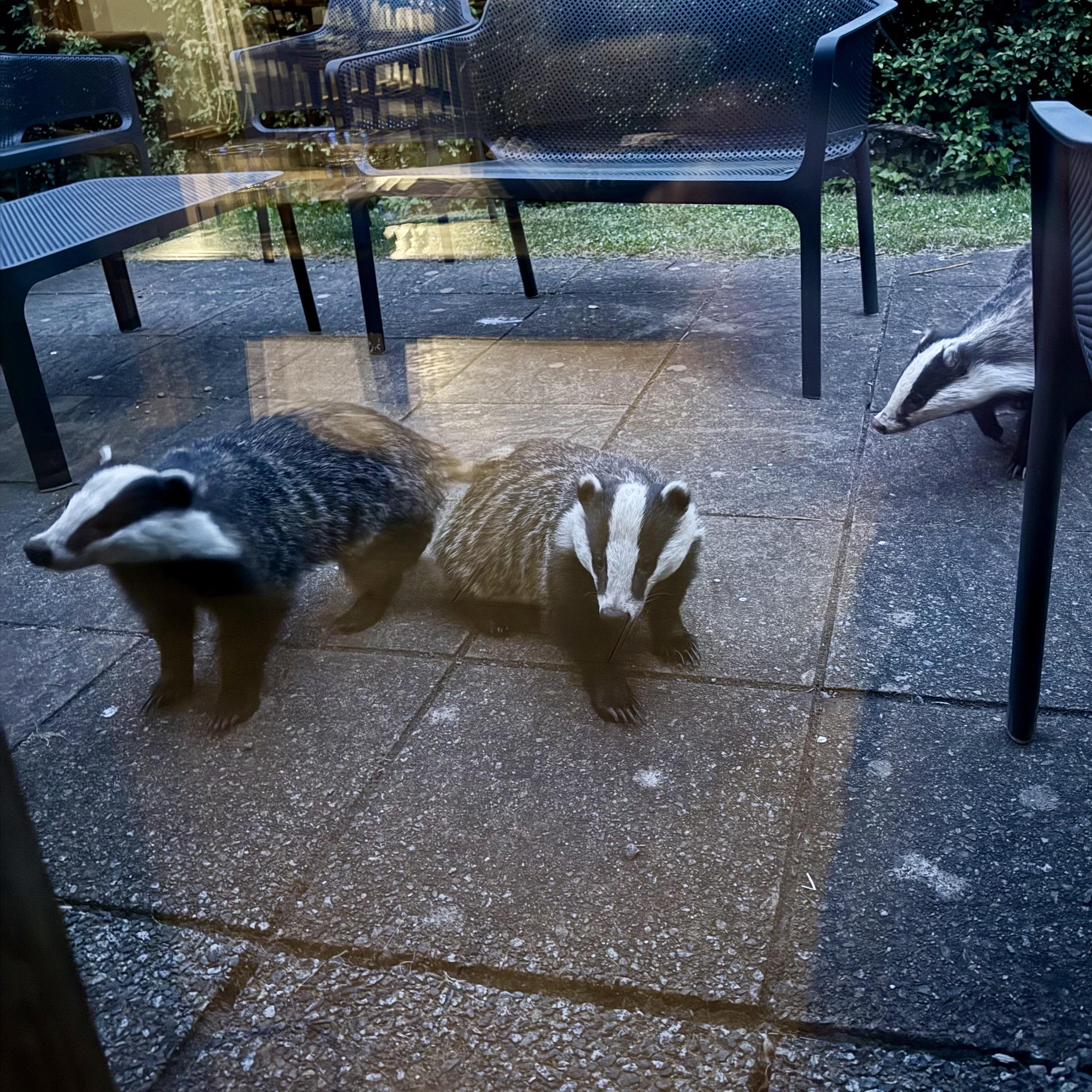 A photograph of three badgers on a patio