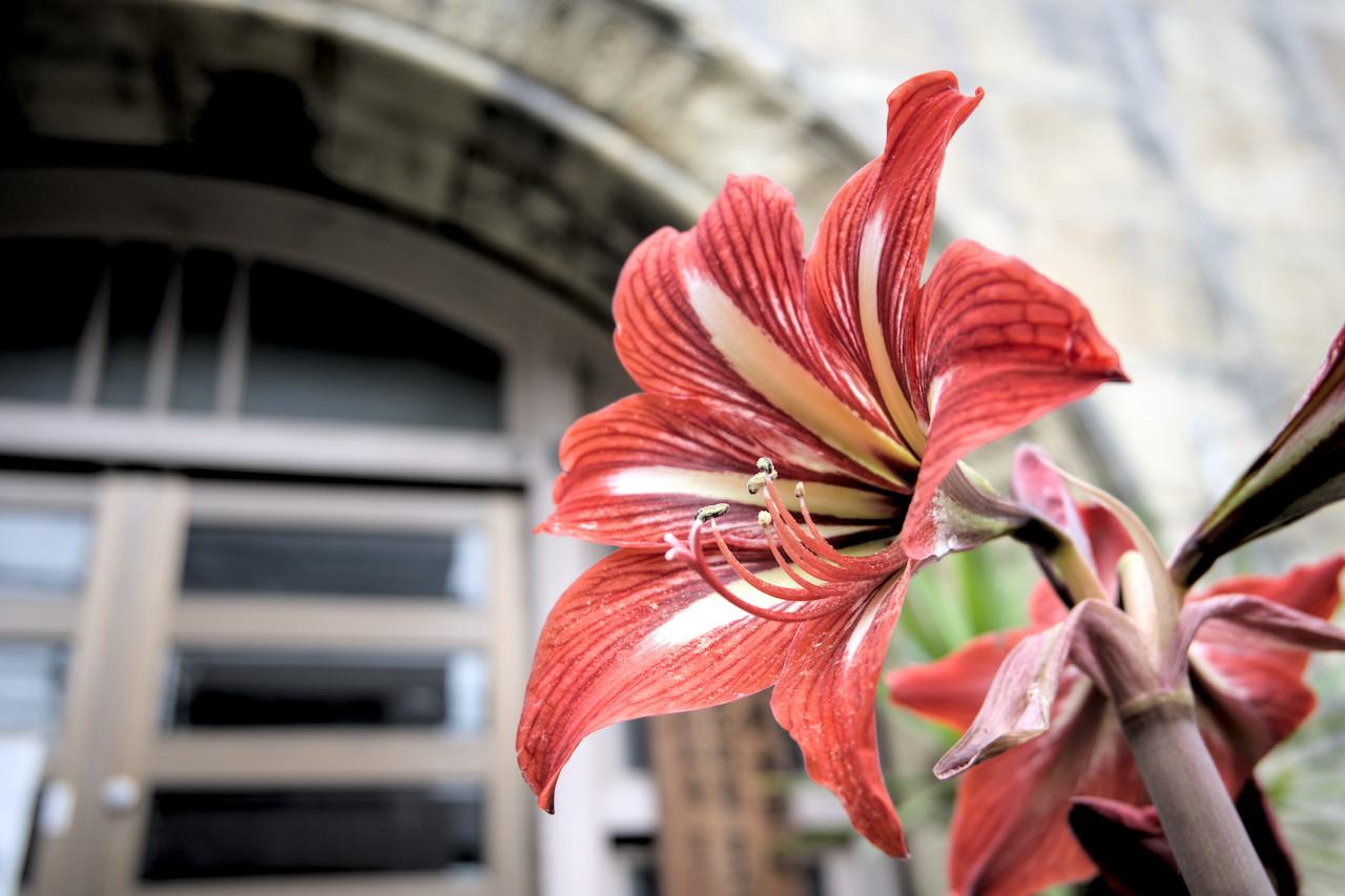 学校者の玄関を背景に赤いアマリリスが斜め方向に咲いている。後ろ向きの花も見える。/ 2026.05.08 高辻通・元成徳中学校から