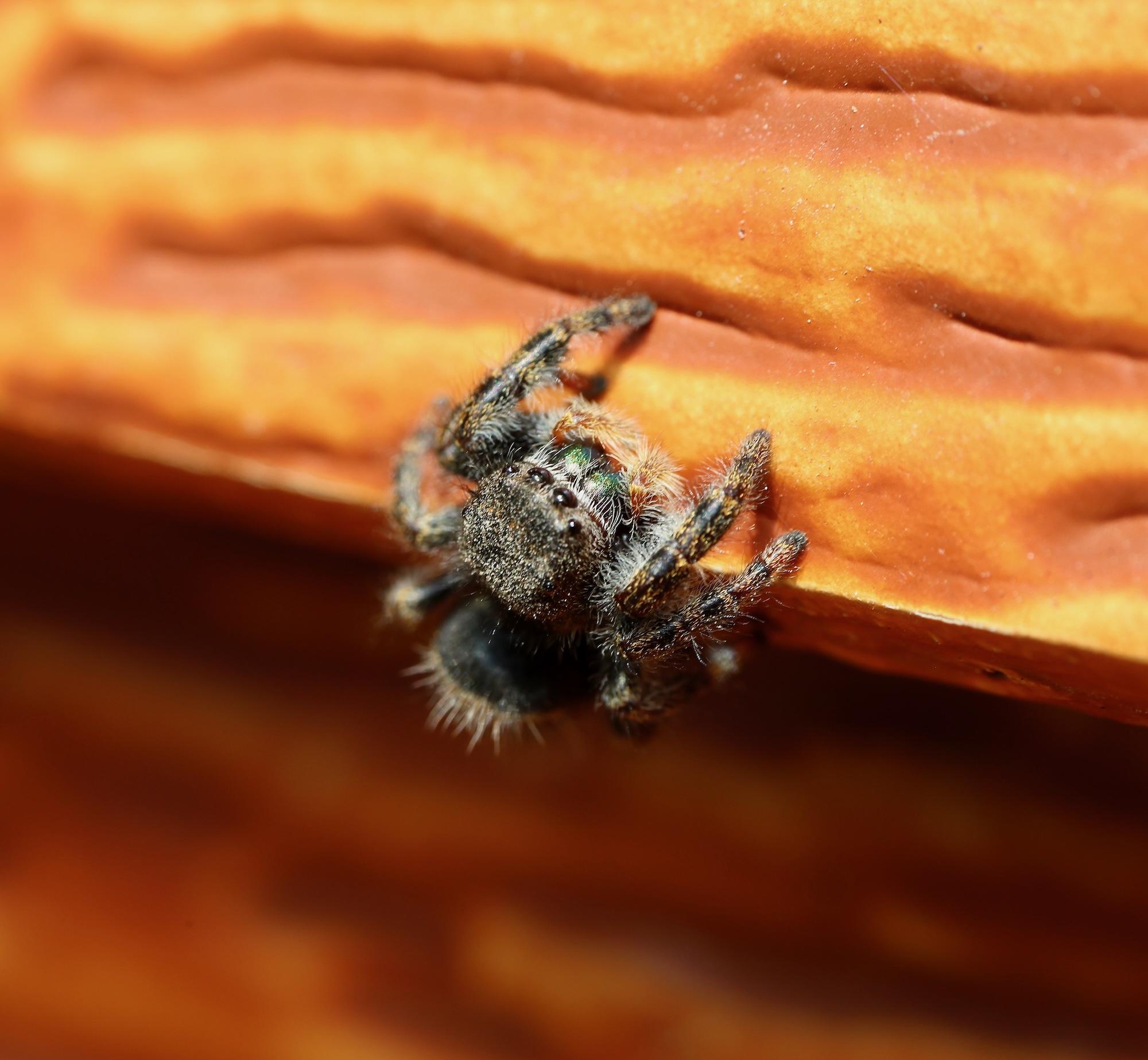 Phidippus audax