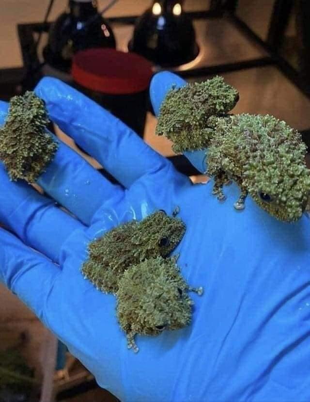 A person wearing one of those blue gloves used in laboratories displays a selection of mosses, which have little legs and black eyes, giving away the fact they are indeed FROGS!
