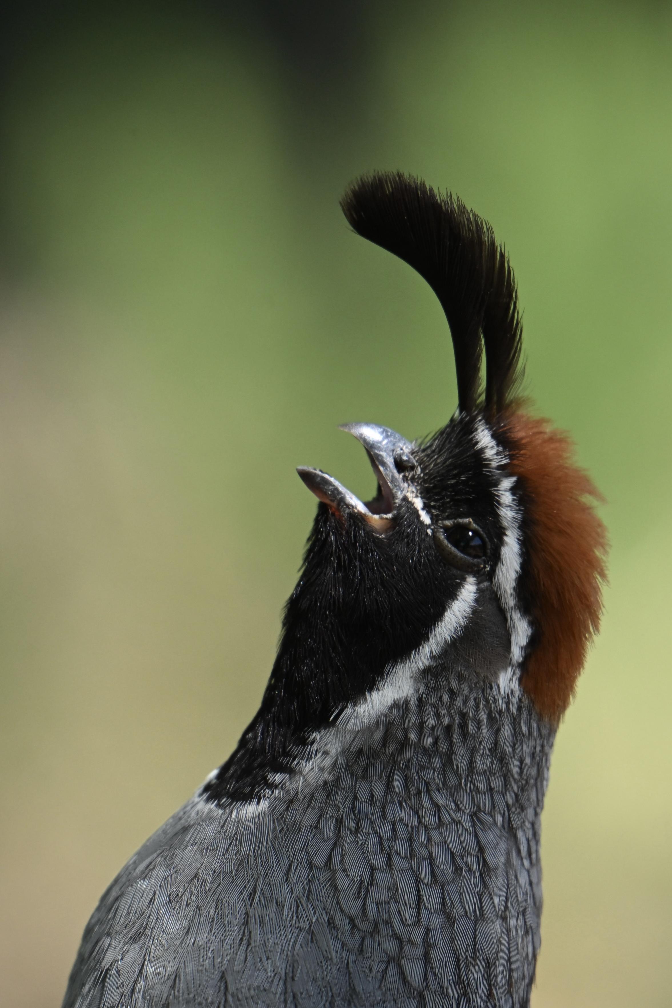 A male Gambel’s quail with his head tilted back as it calls