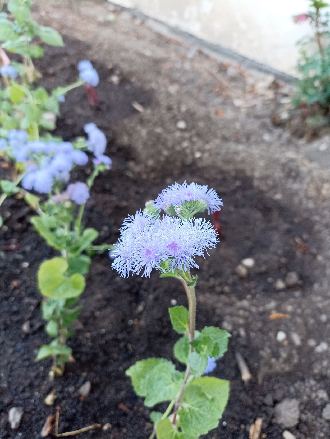 Ageratum 'Blue Adriatic' in bloom