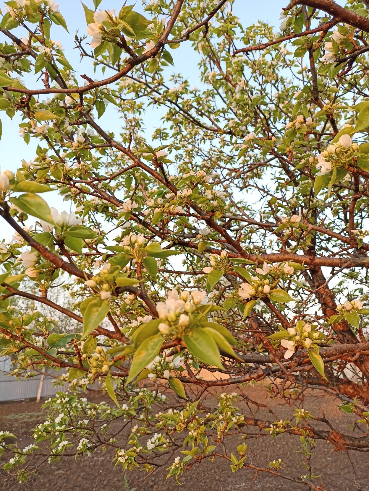 blooming pear tree