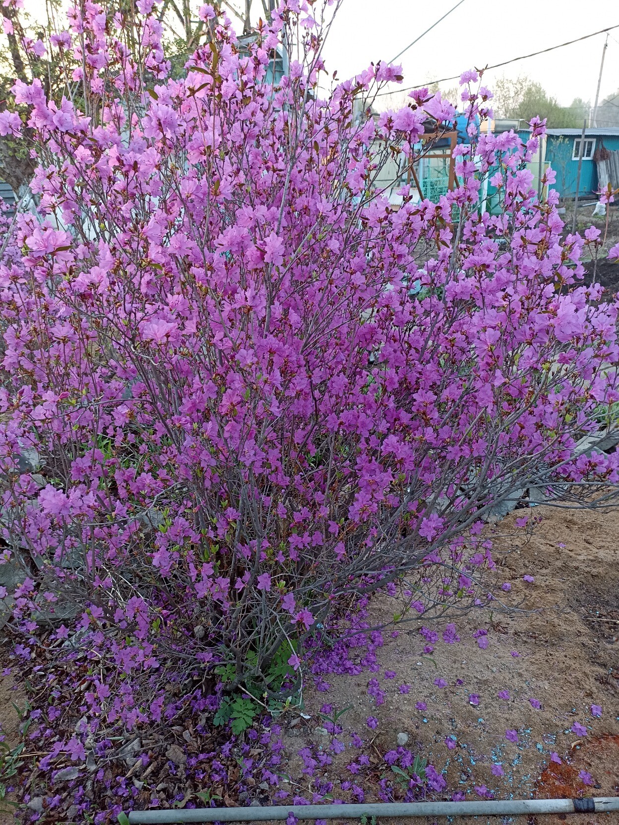 blooming bog rosemary
