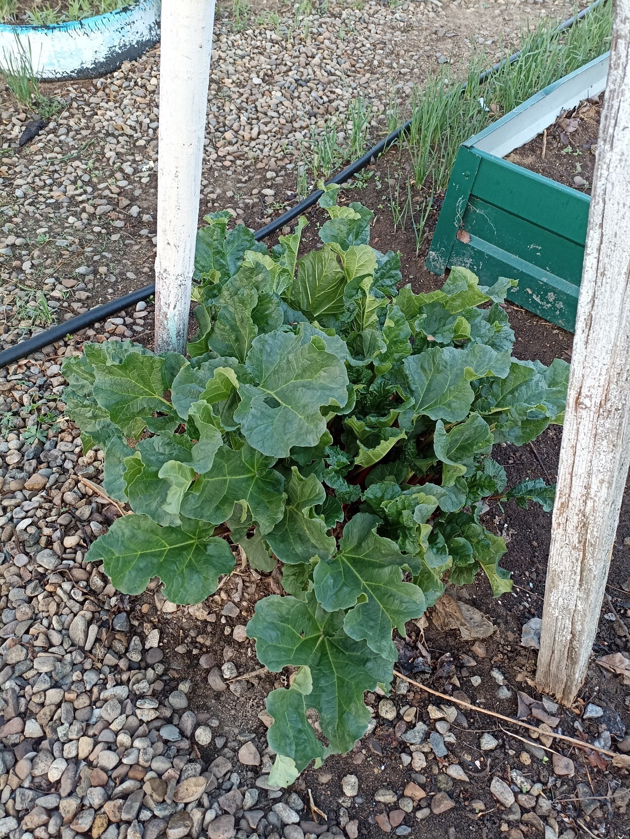 The rhubarb is growing between the posts