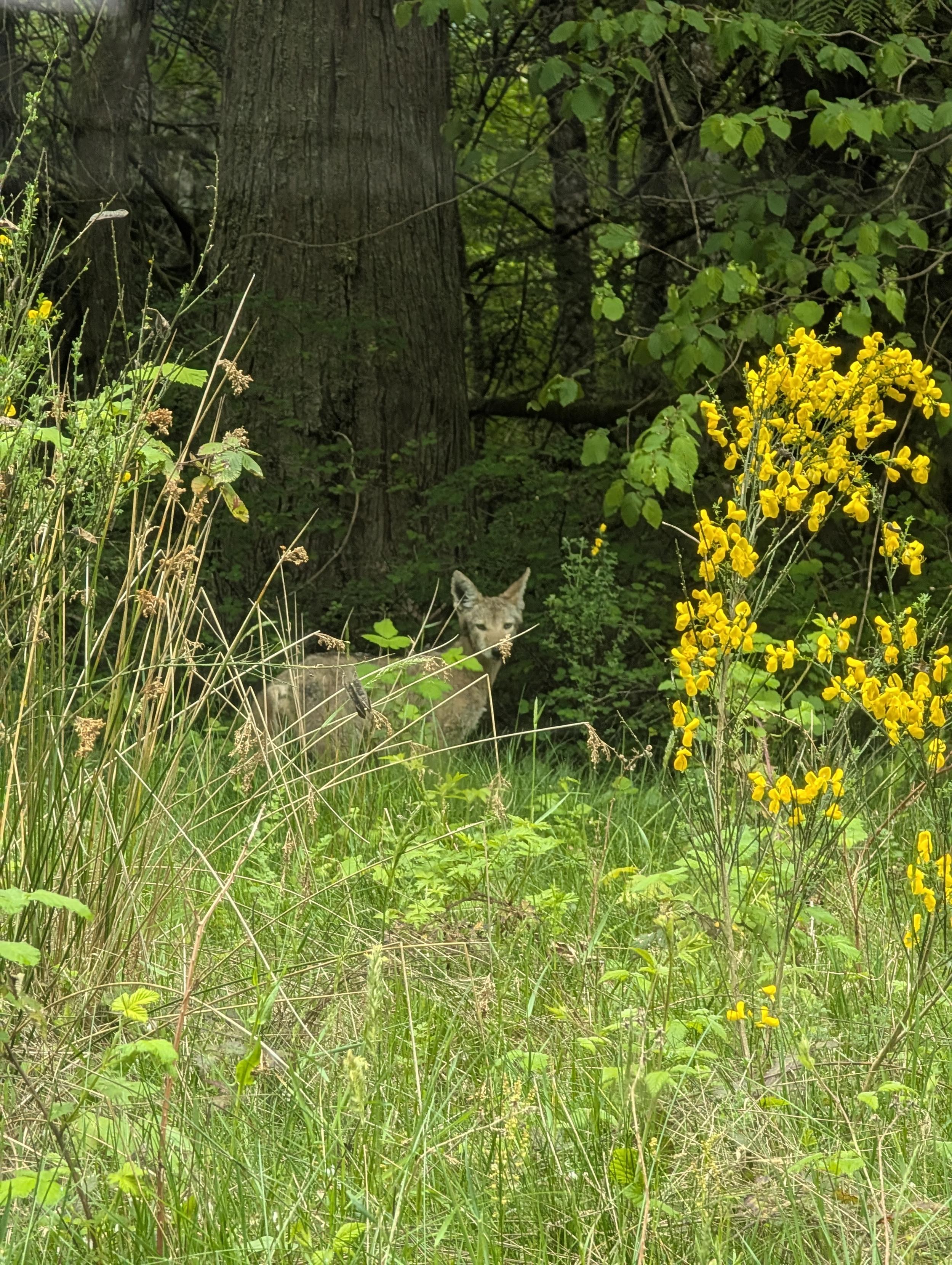 A coyote hanging out in the tall grass