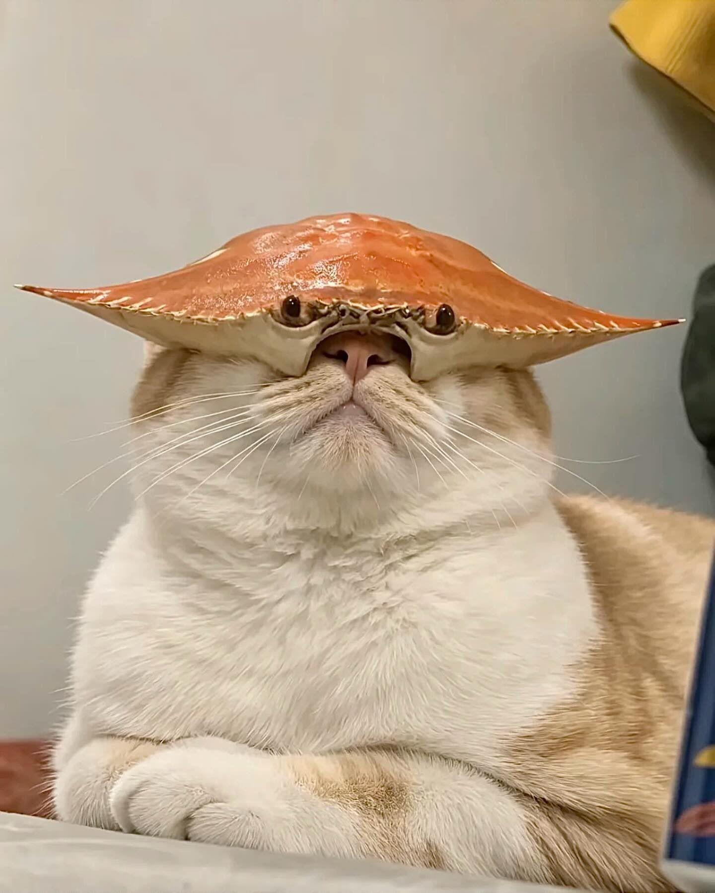 cat with crab shell