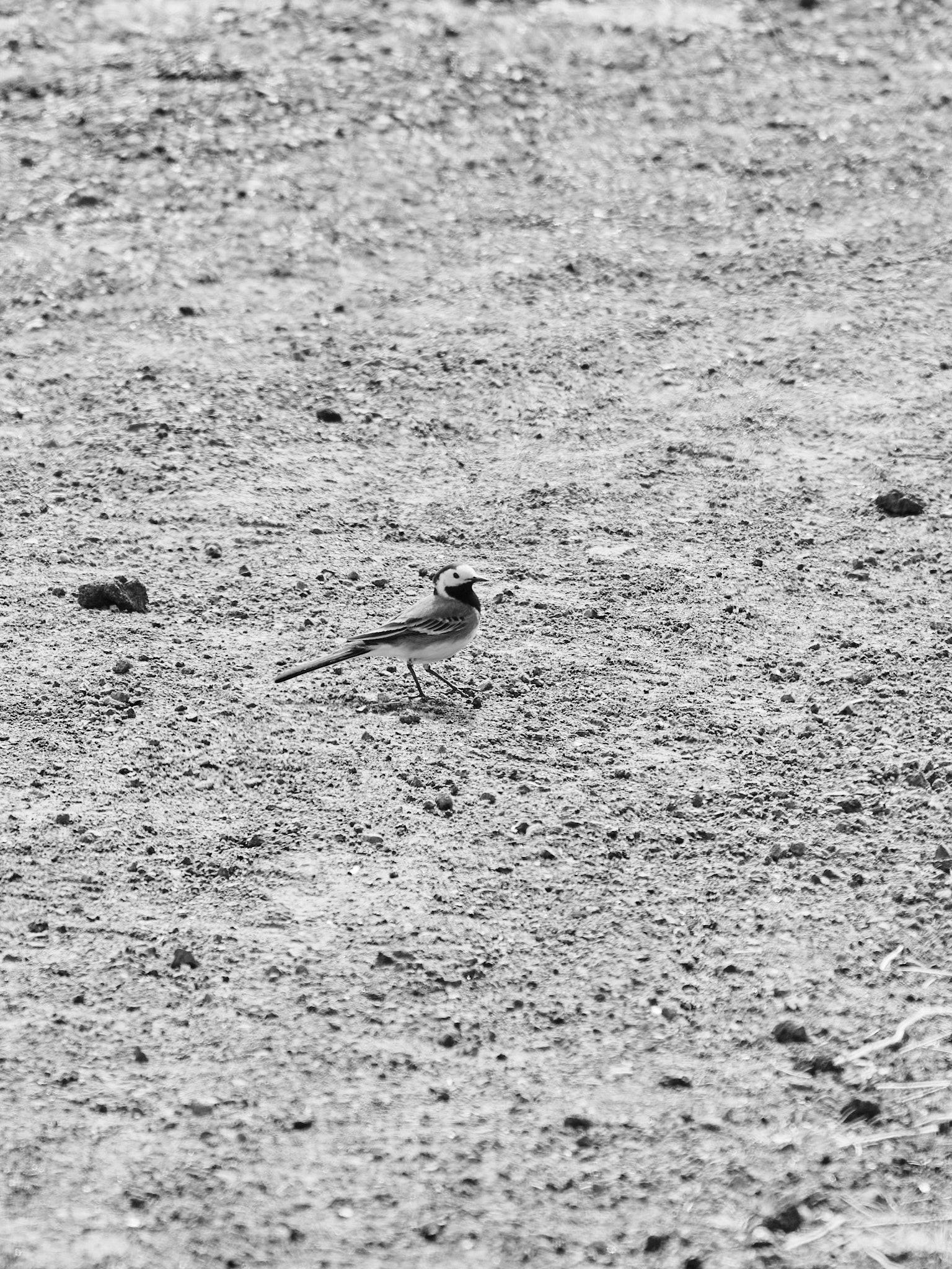 Another black and white photo of the wagtail where it's keeping an eye on the photographer