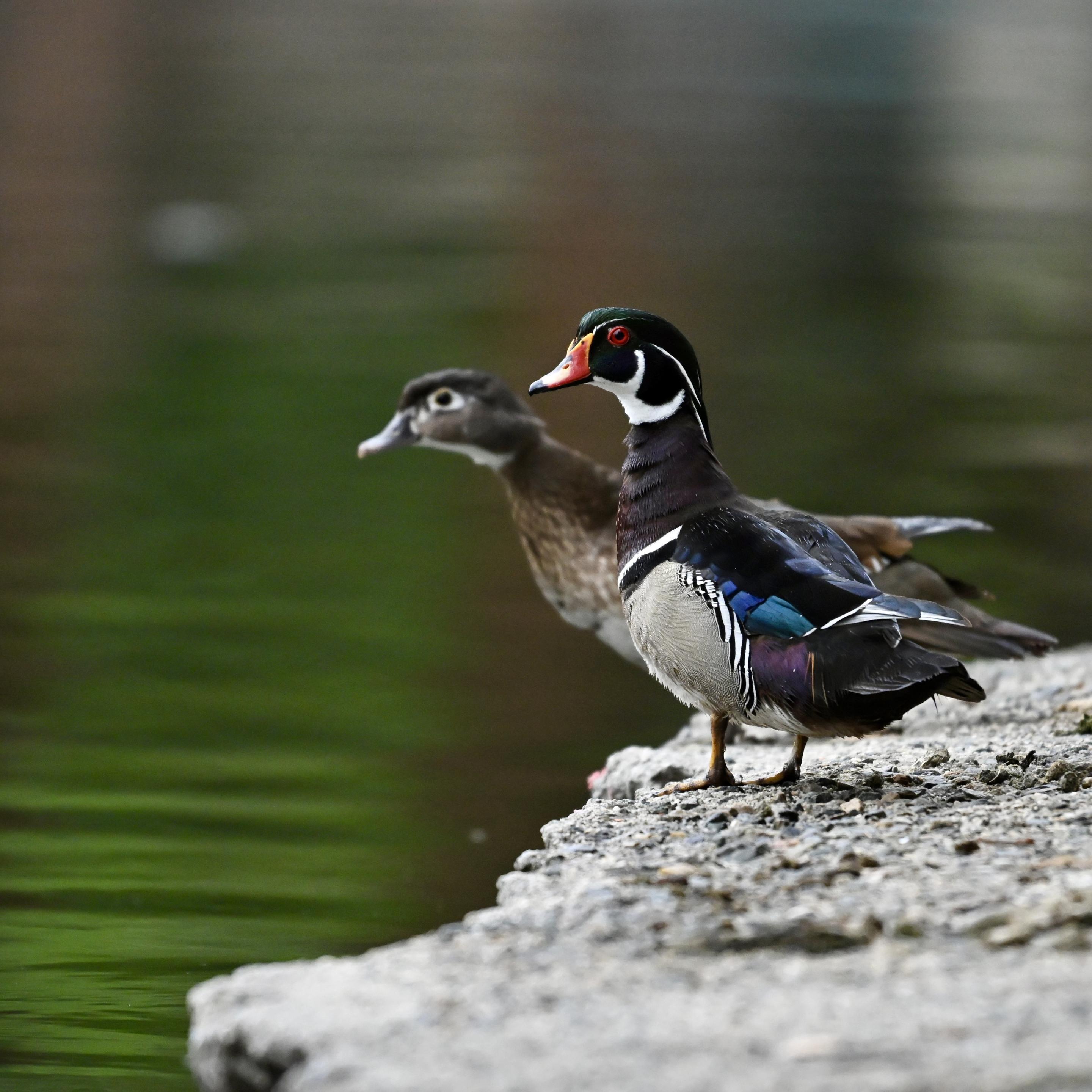 A male and a female Wood duck standing at the edge of a pond