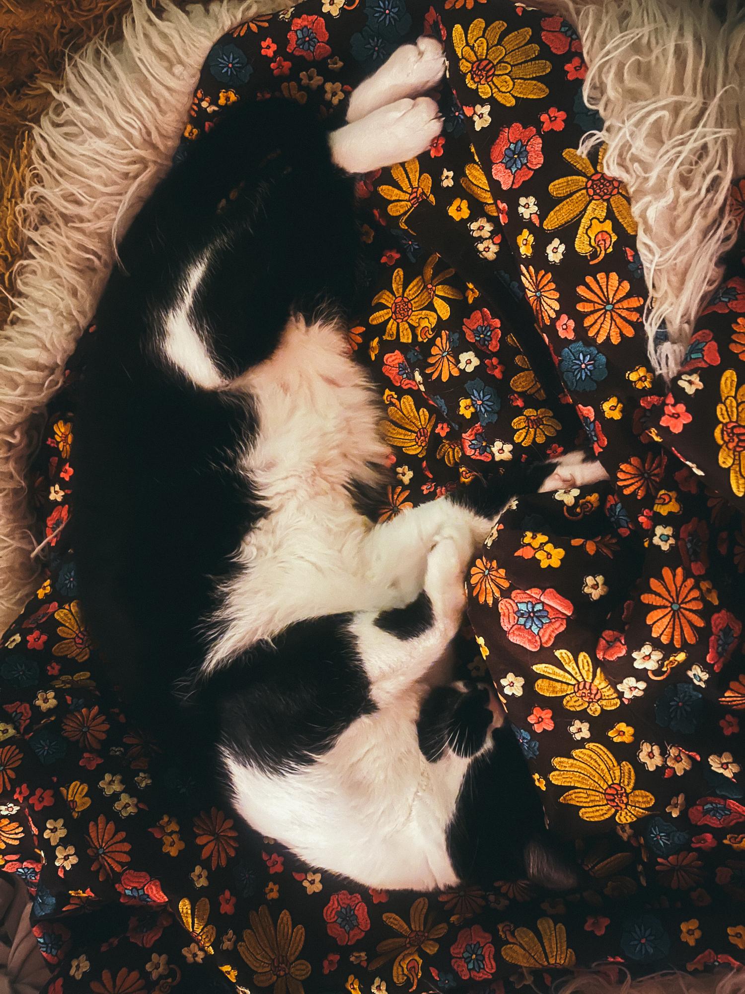 A black and white cat (named Trout) asleep on a floral coat that was left on the bed