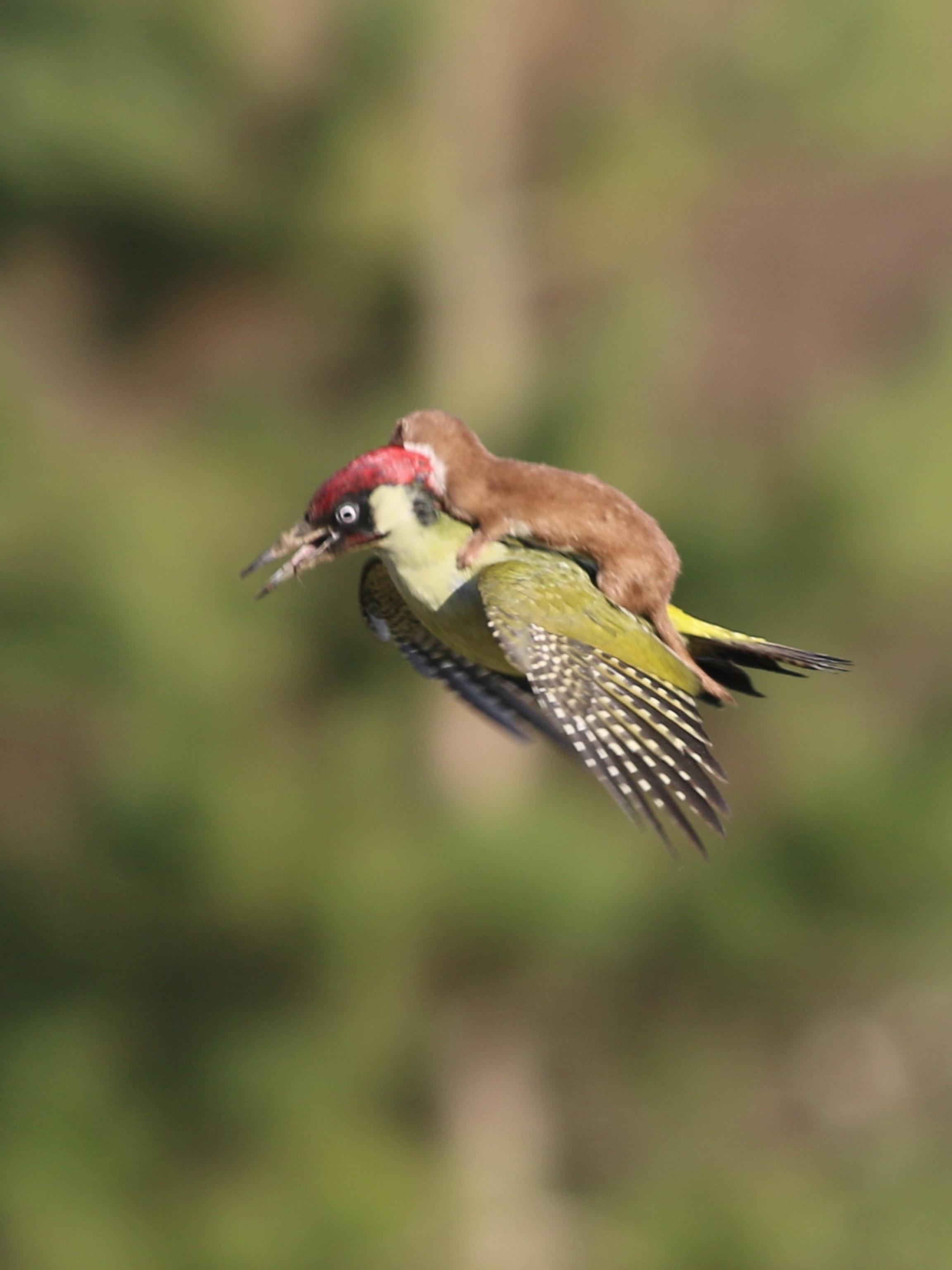 Weasel riding a woodpecker in flight. Incredible. Holding on for dear life. And the woodpecker doesn't look totally thrilled about it. What a photo though.