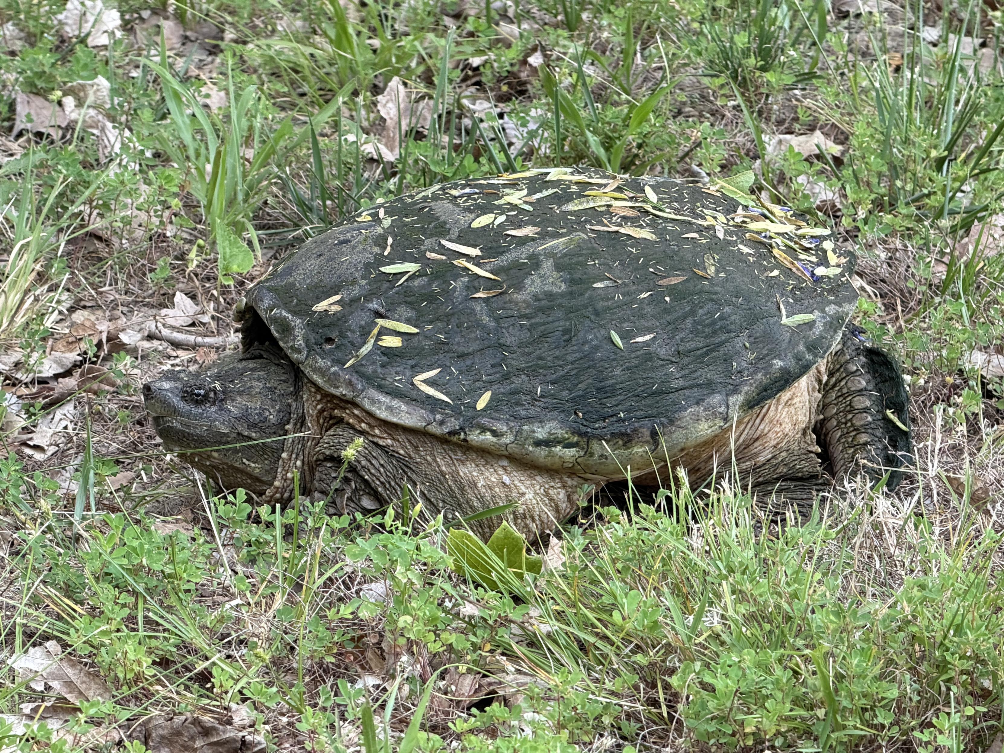 A very large snapping turtle covered in leaf debris.