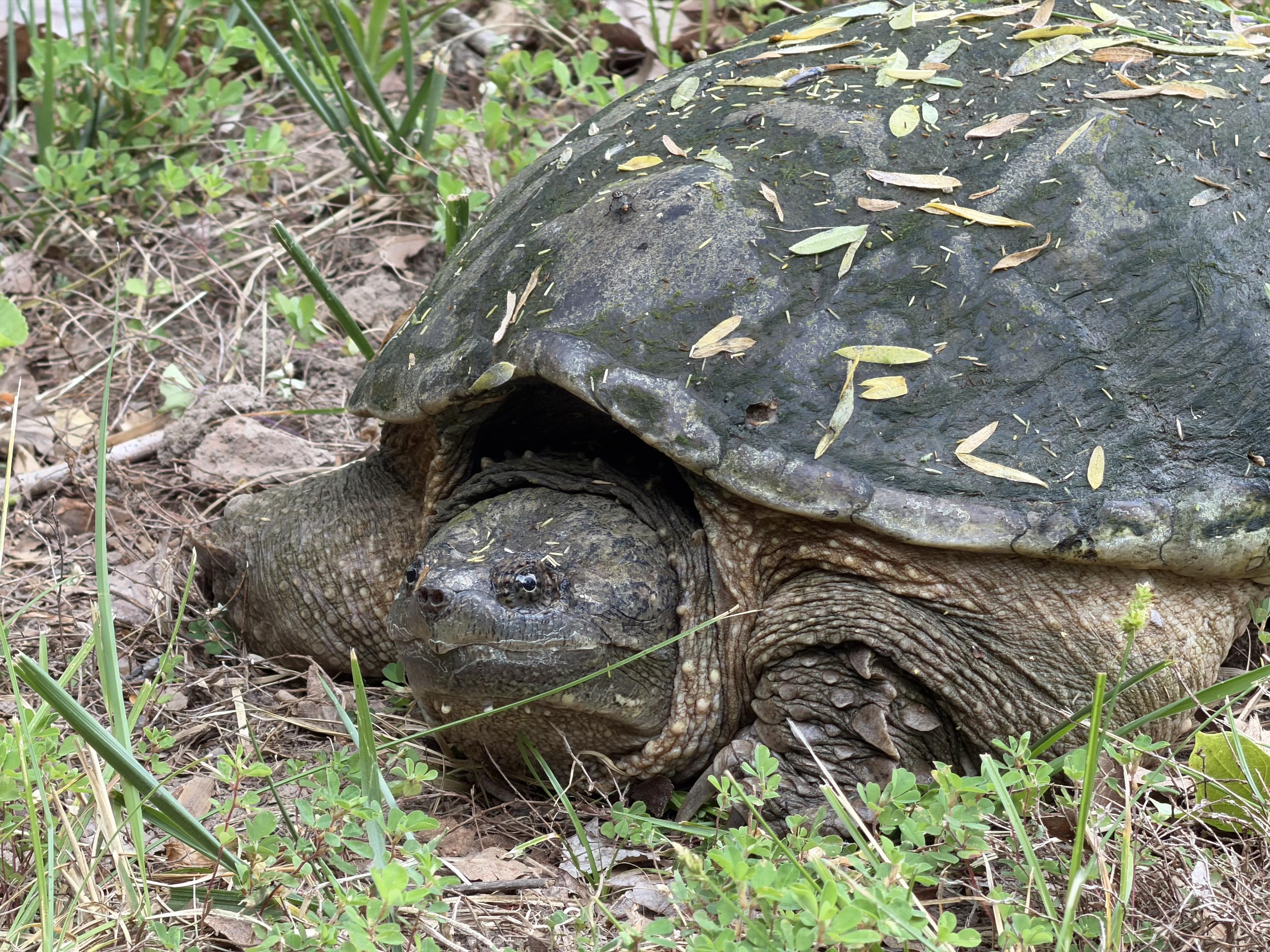 A close up of the large snapping turtle.