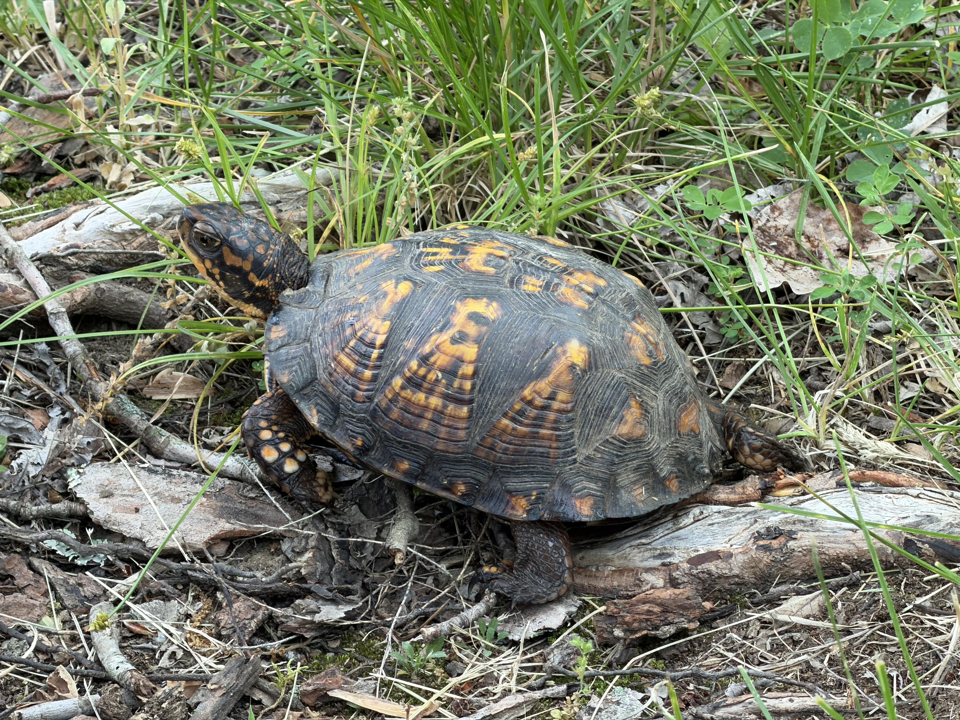 A common box turtle purched on a tree root.