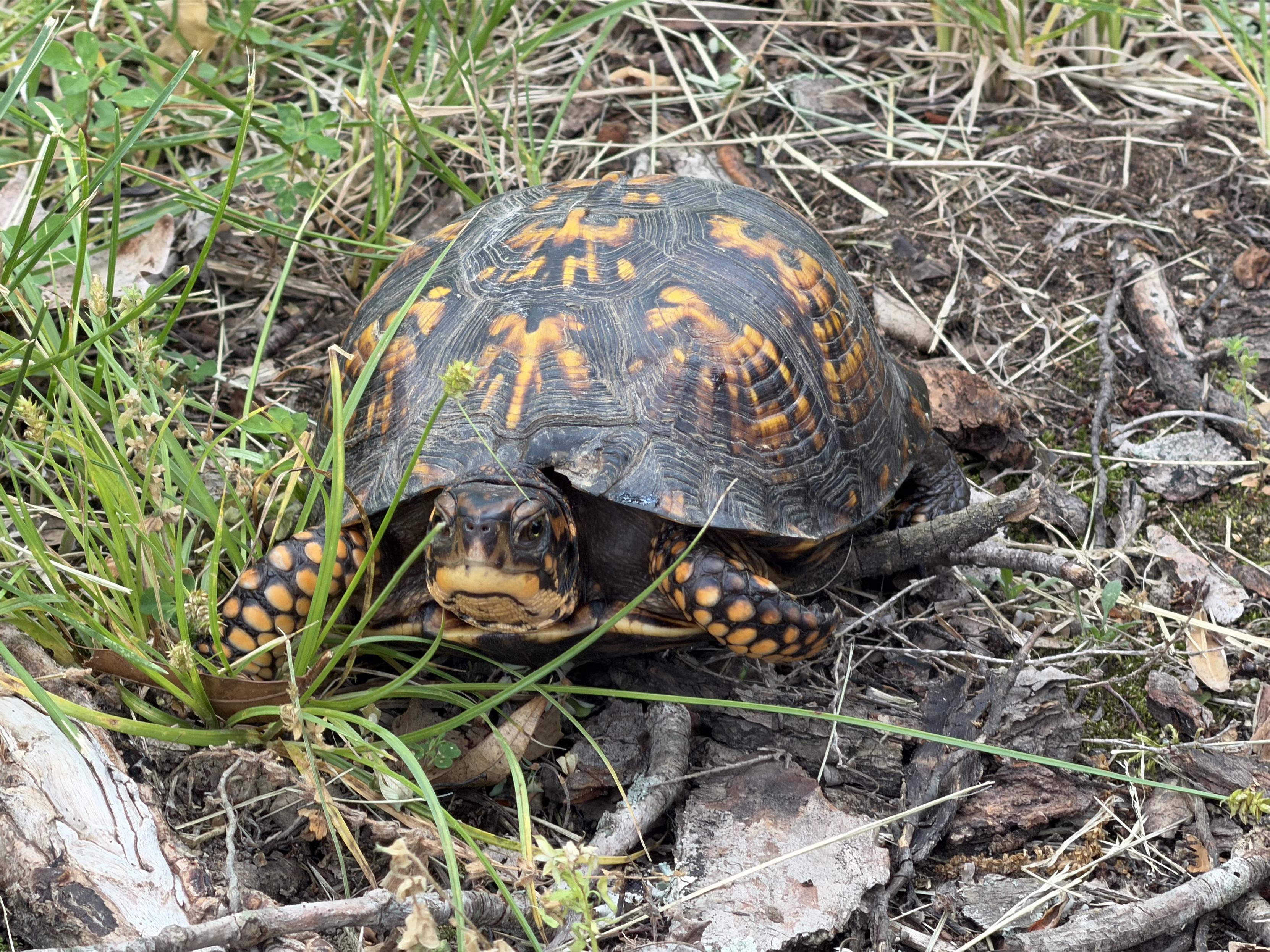 The same common box turtle facing the camera.