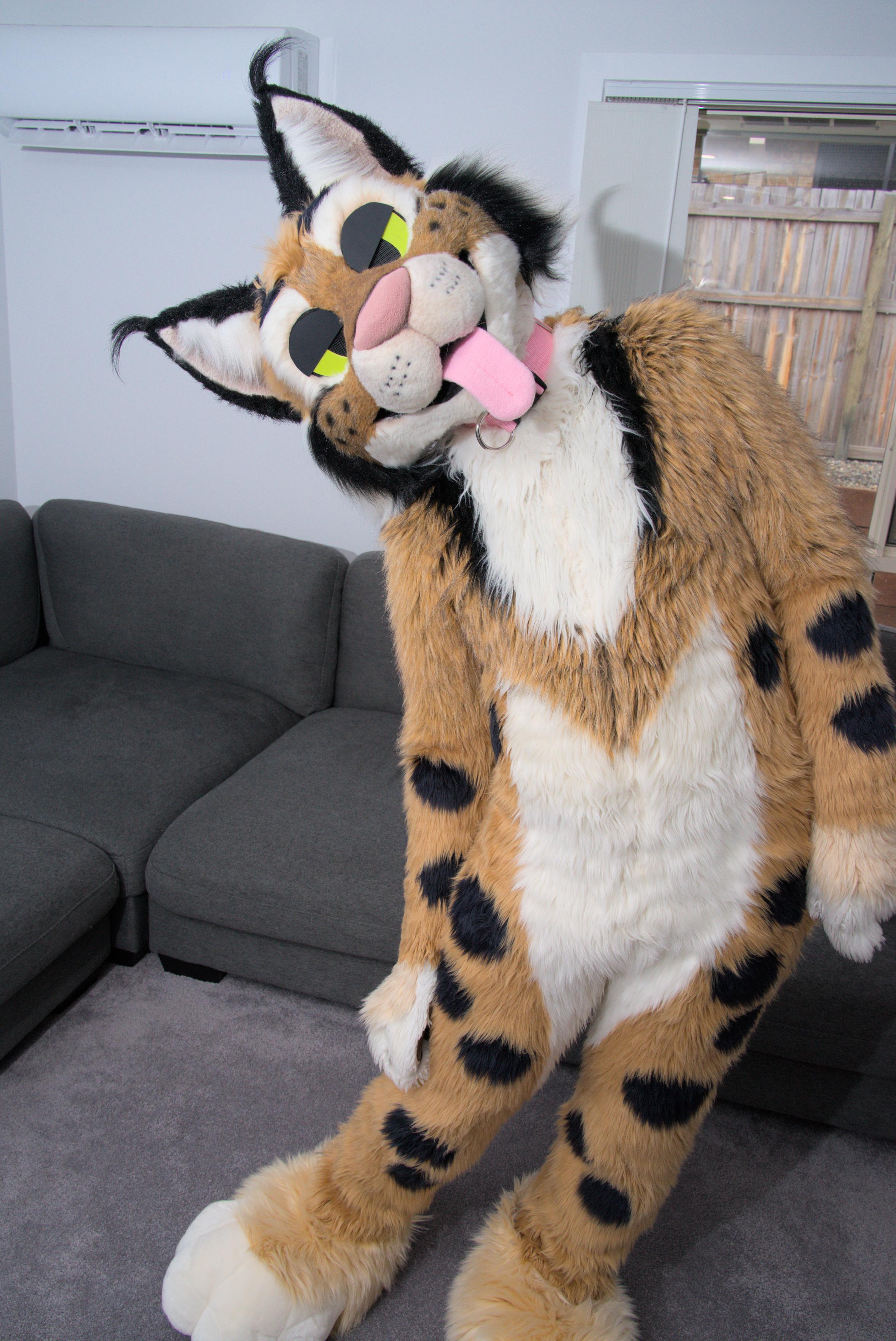 Bendy lynx