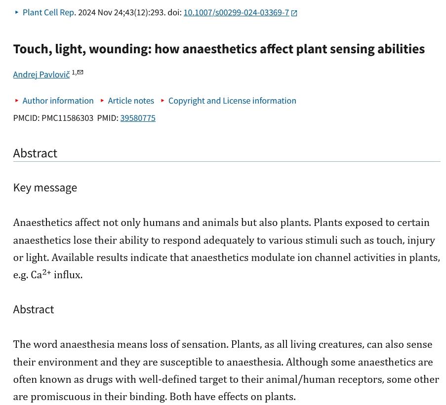 Plant Cell Rep 2024 Nov 24;43(12):293. doi: 10.1007/s00299-024-03369-7 Touch, light, wounding: how anaesthetics affect plant sensing abilities Andrej Pavlovič  PMCID: PMC11586303  PMID: 39580775 Key message Anaesthetics affect not only humans and animals but also plants. Plants exposed to certain anaesthetics lose their ability to respond adequately to various stimuli such as touch, injury or light. Available results indicate that anaesthetics modulate ion channel activities in plants, e.g. Ca2+ influx. Abstract The word anaesthesia means loss of sensation. Plants, as all living creatures, can also sense their environment and they are susceptible to anaesthesia. Although some anaesthetics are often known as drugs with well-defined target to their animal/human receptors, some other are promiscuous in their binding. Both have effects on plants.