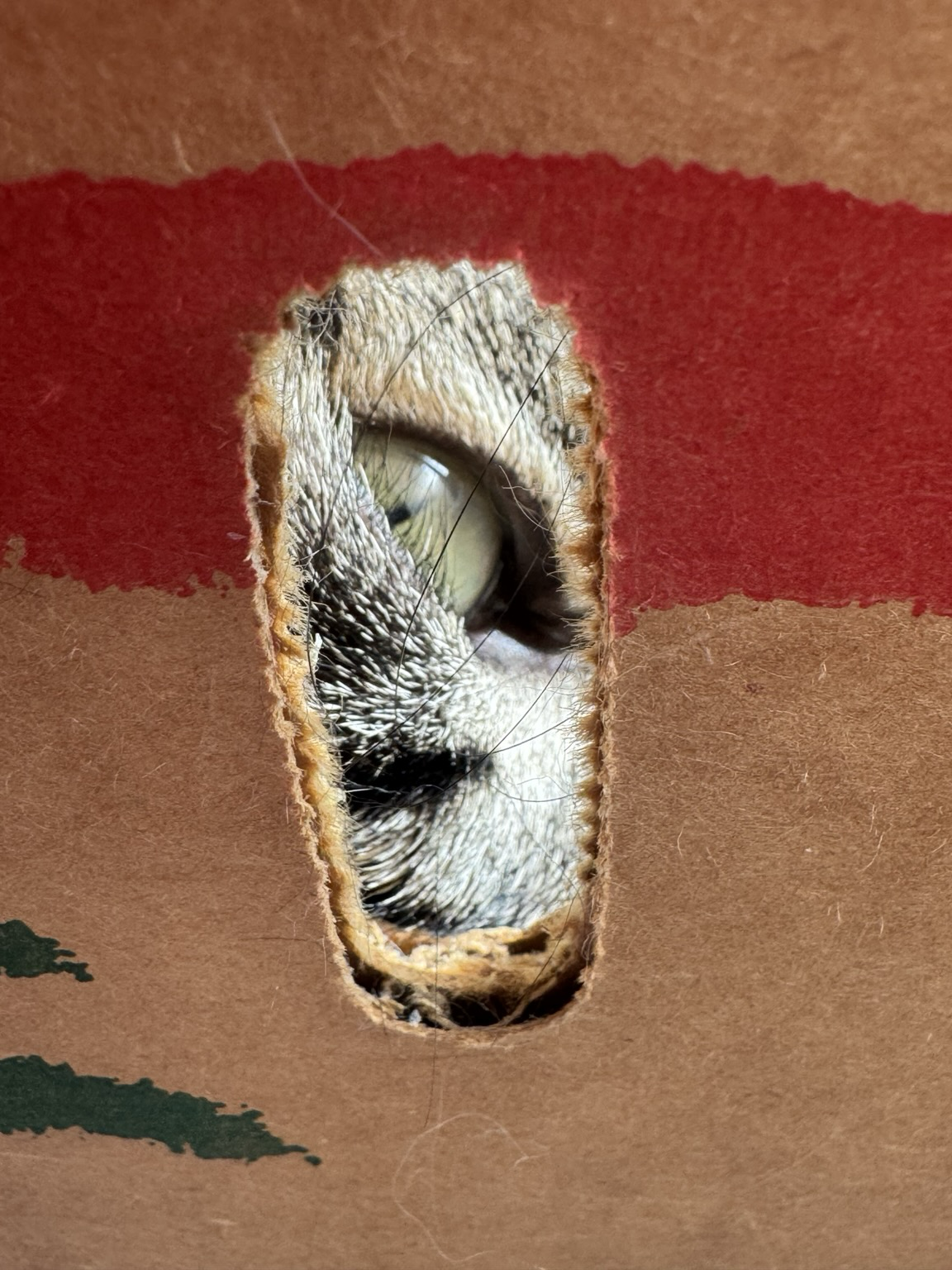 Cat eye watches you through a hole in a cardboard box
