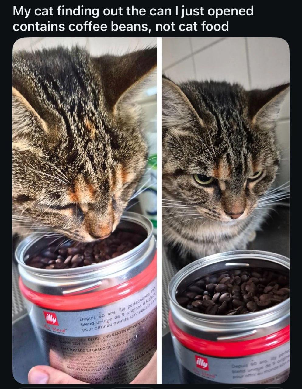 My cat finding out the can I just opened contains coffee beans, not cat food. Let’s just say that is not a look of happiness on its face lol