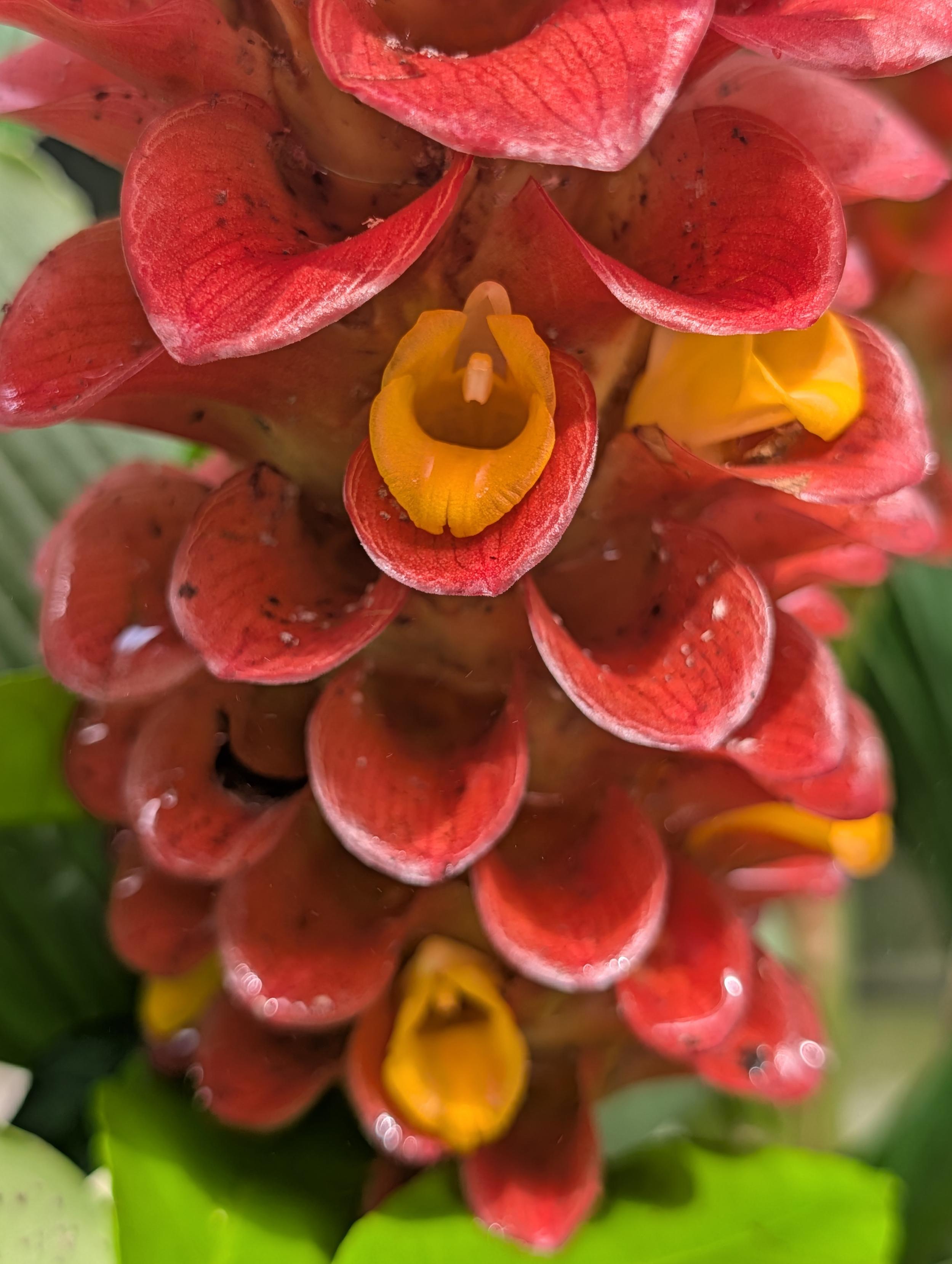 A wax ginger plant