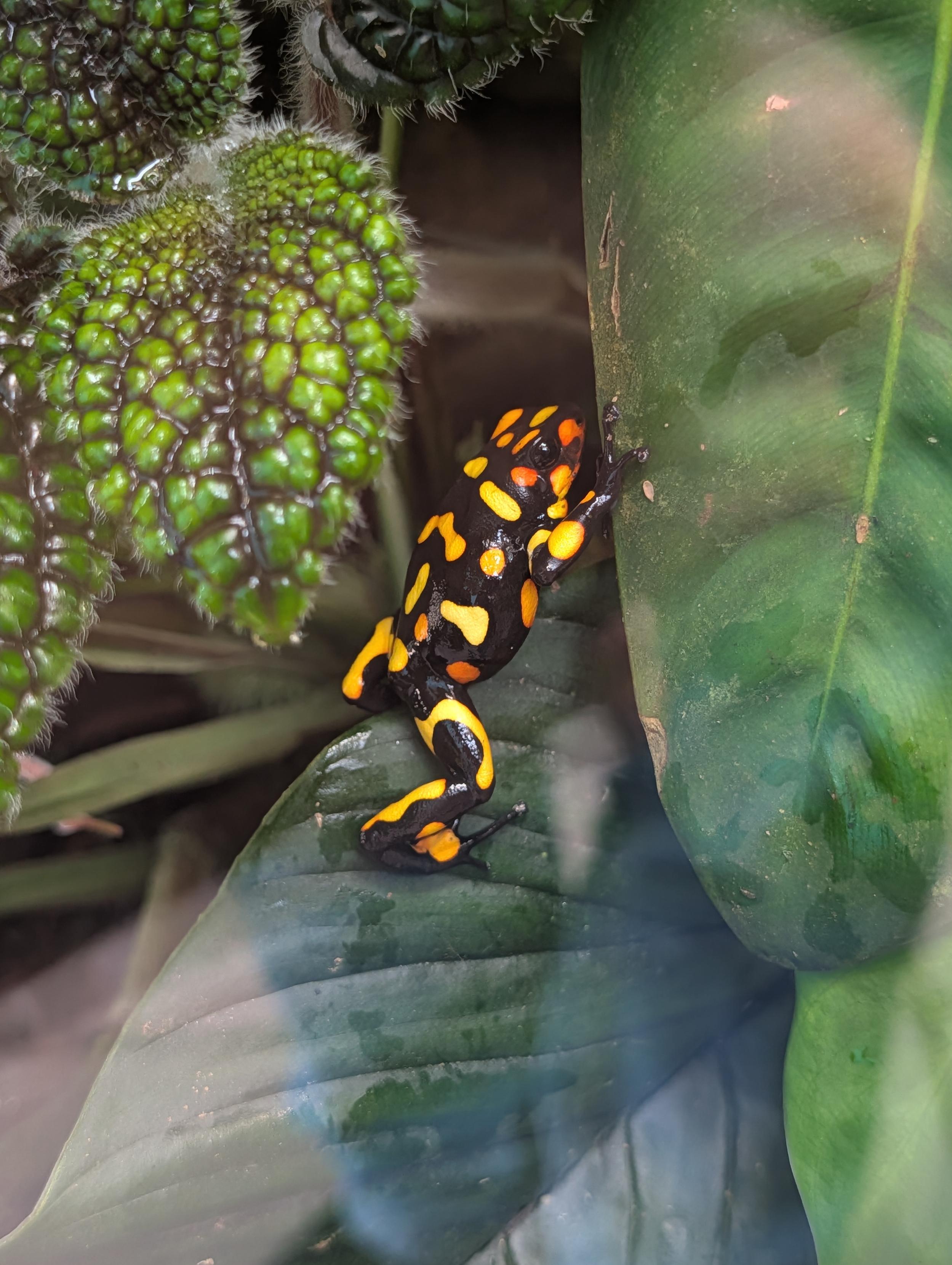 A yellow and black tree frog, don't eat it, it's poisonous