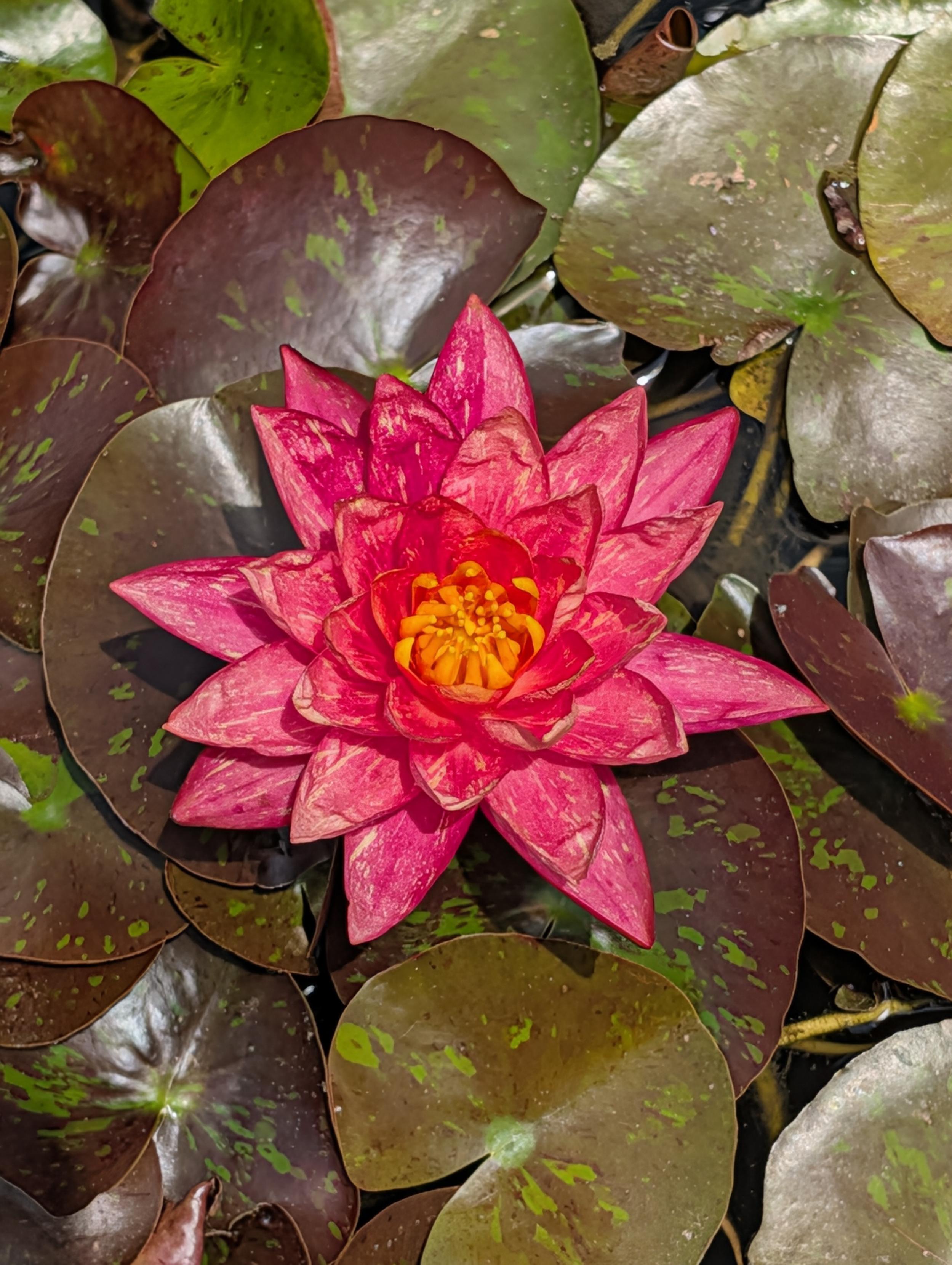 Big ol' water lilly.