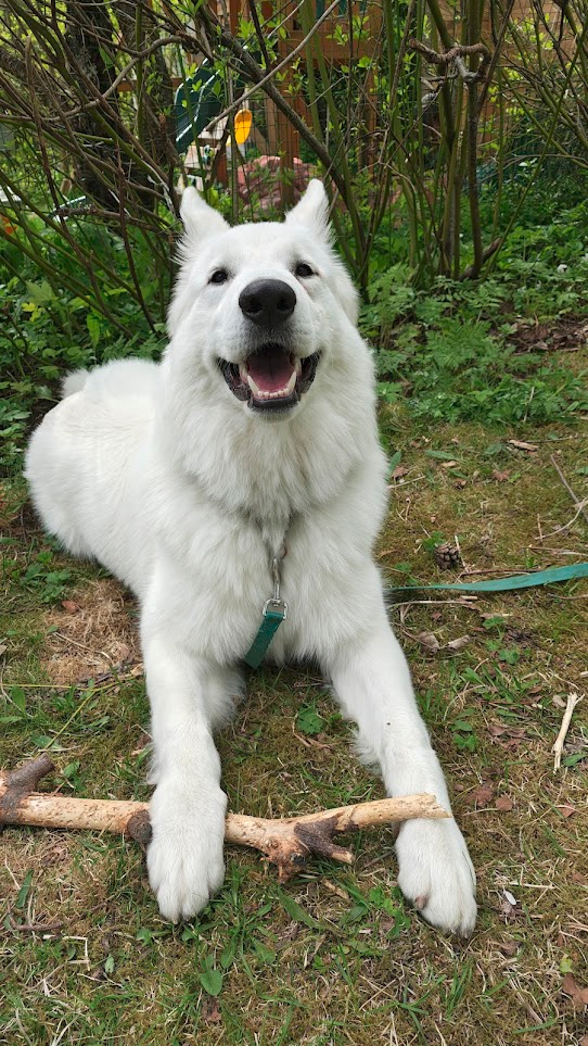 A completely white, medium-long-haired, German-Shepherd-shaped dog lies on mossy grass and smiles directly into the camera with his mouth open. He's got a big stick between his front paws. Ferns and bushes in the background.