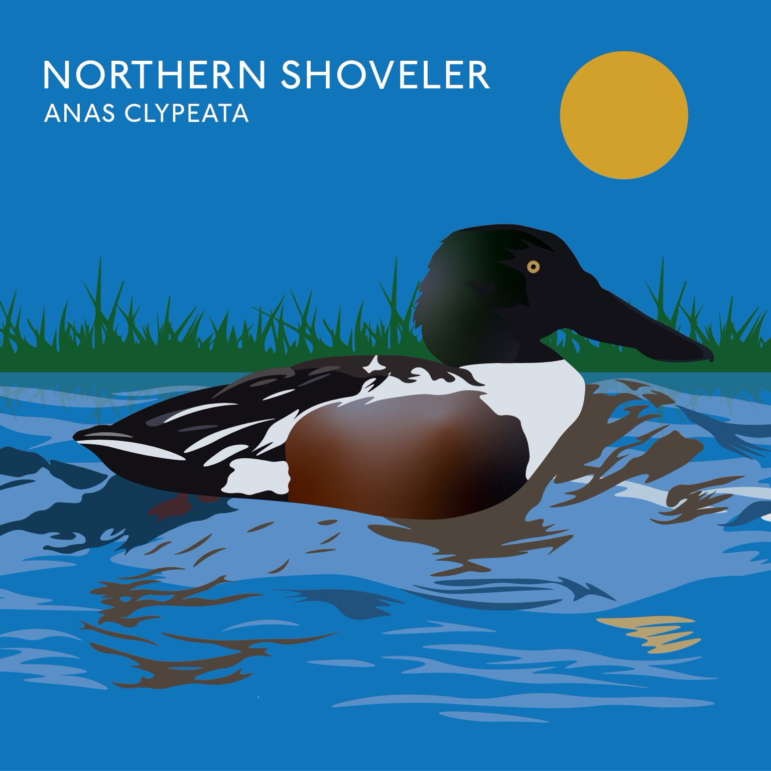 Illustration of a Northern Shoveler