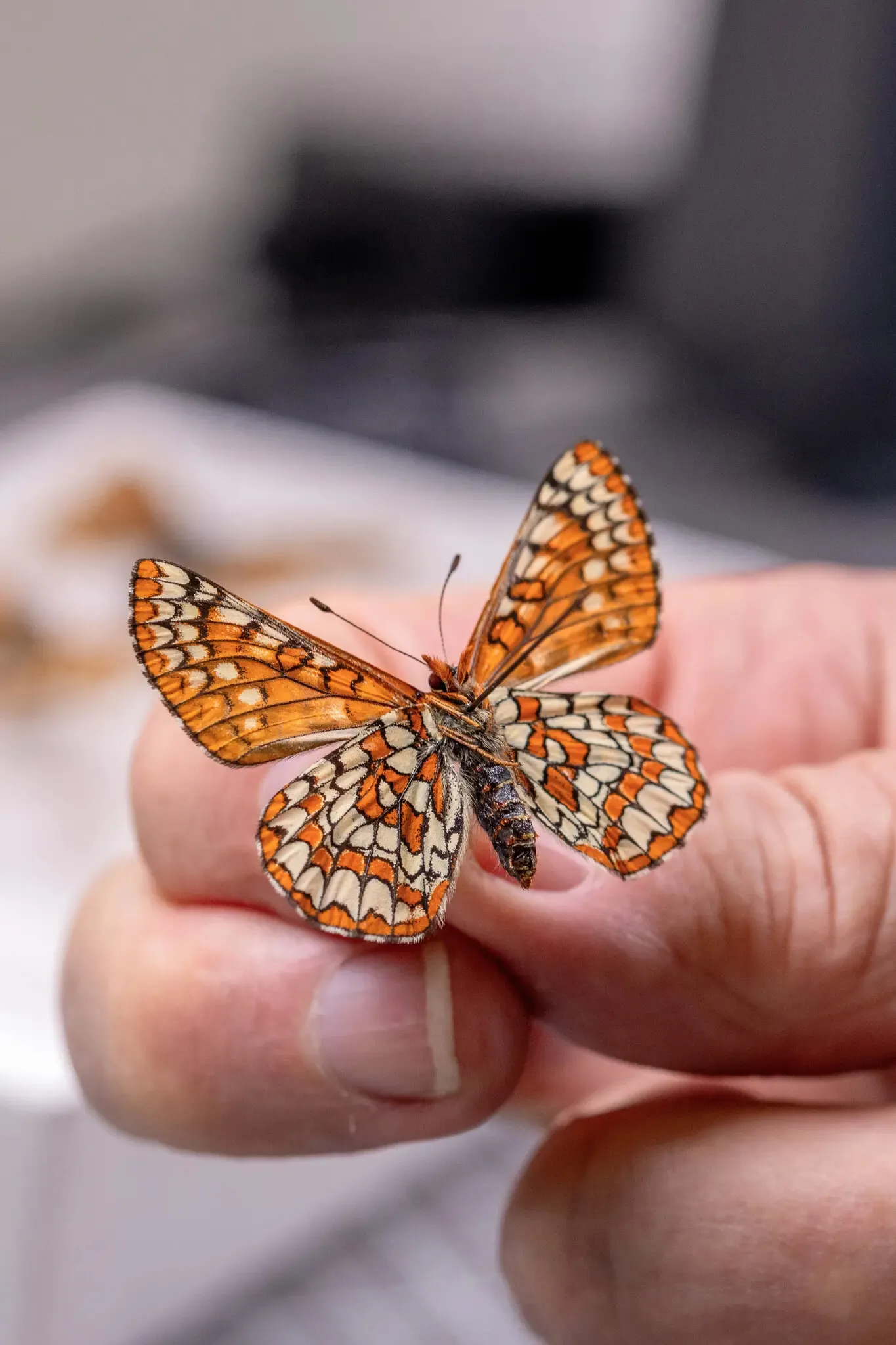 A Sacramento Mountains checkerspot butterfly specimen, captured in the wild in 2017, in a collection in Cloudcroft, New Mexico.