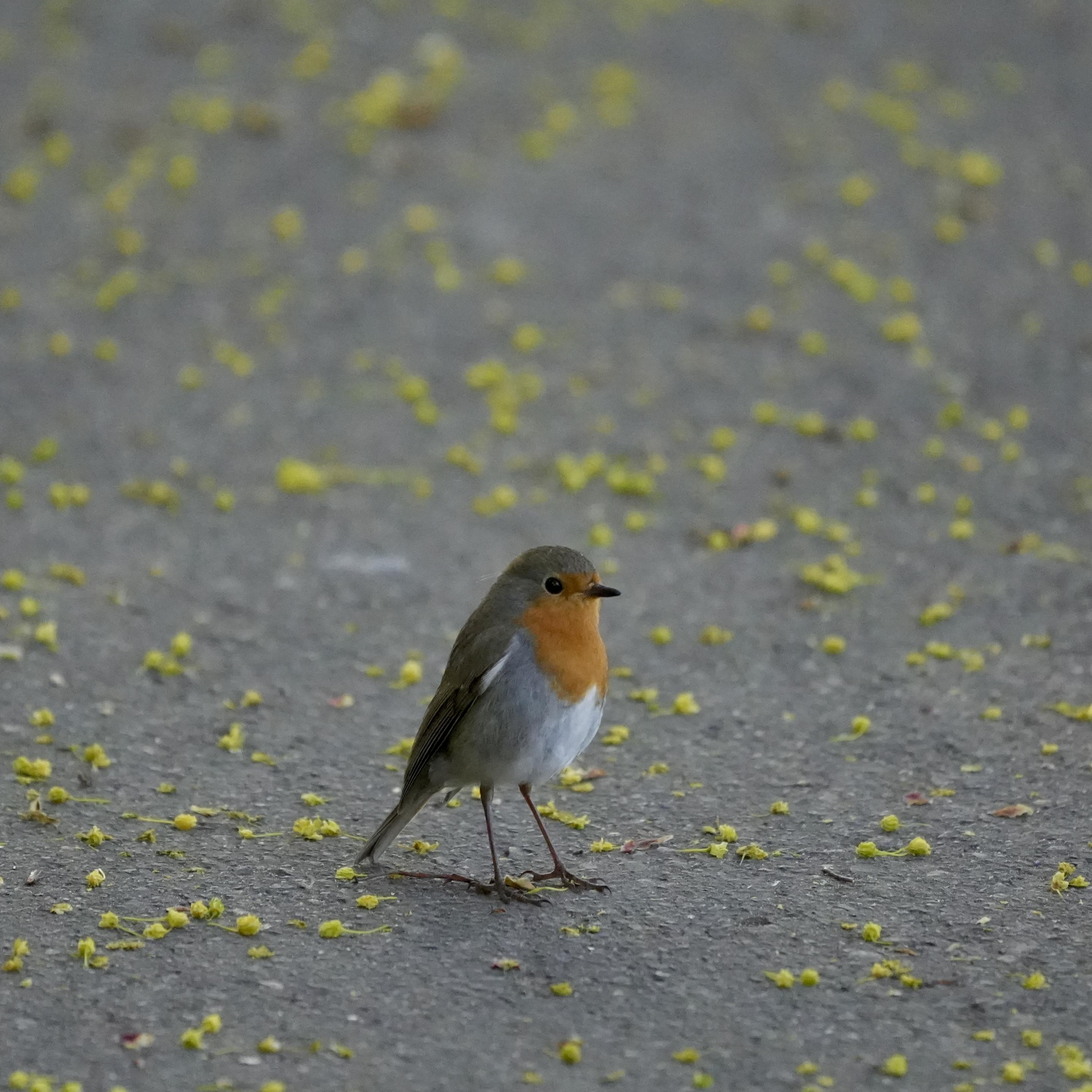 A small bird with orange upper chest and beige head and back are standing still on a paved path sprinkled with small green flowers from a nearby tree.