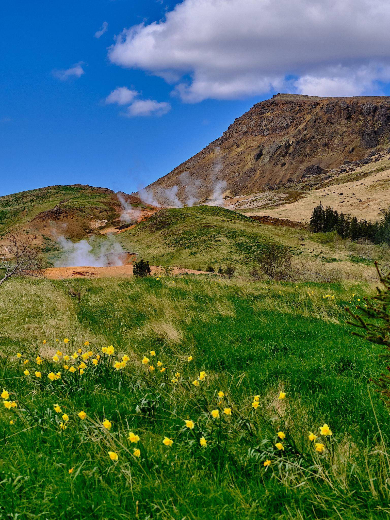 The geothermal area at the root of Hverfjall. Yellow flowers in the foreground. A mountain in the background. Steam rising in-between.