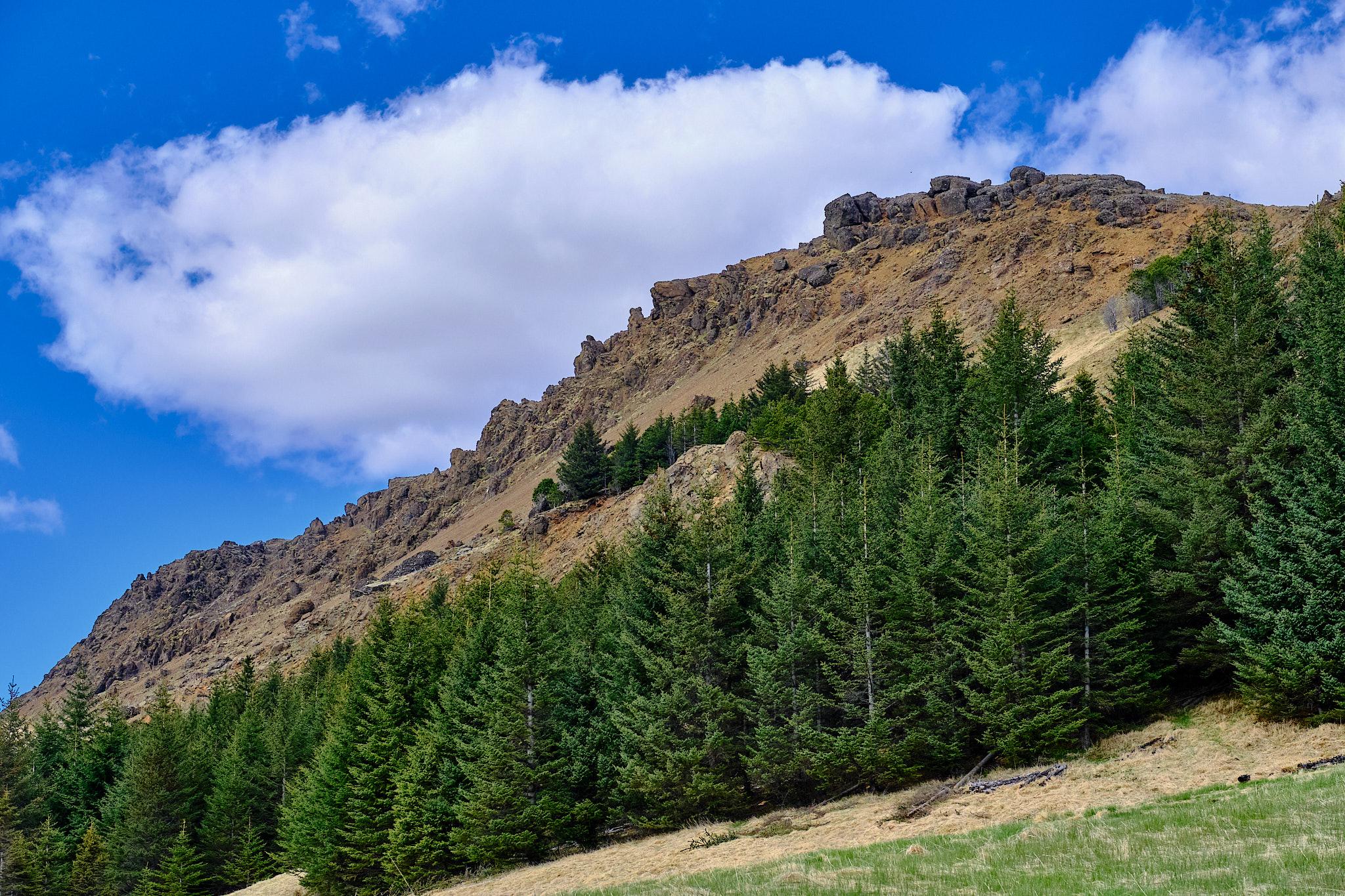 Spruce trees grow in the mountain.