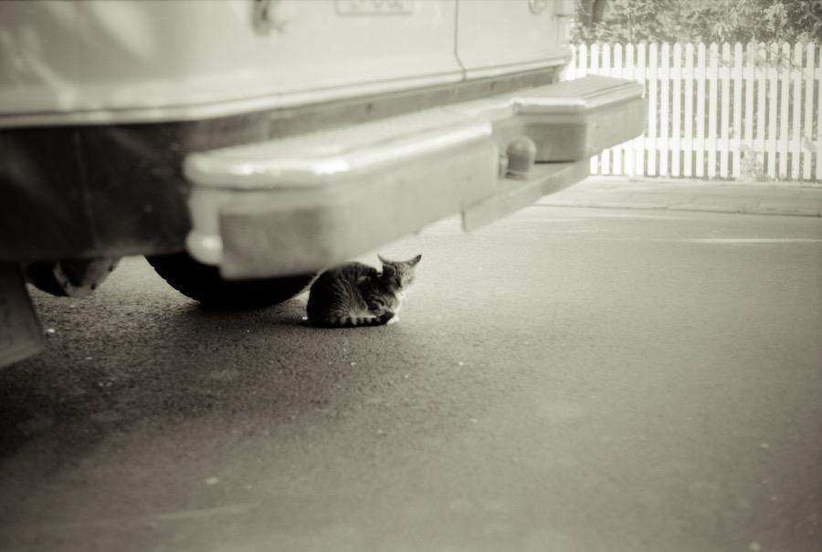A scanned film photo of a cat taking shelter from the rain under a car.