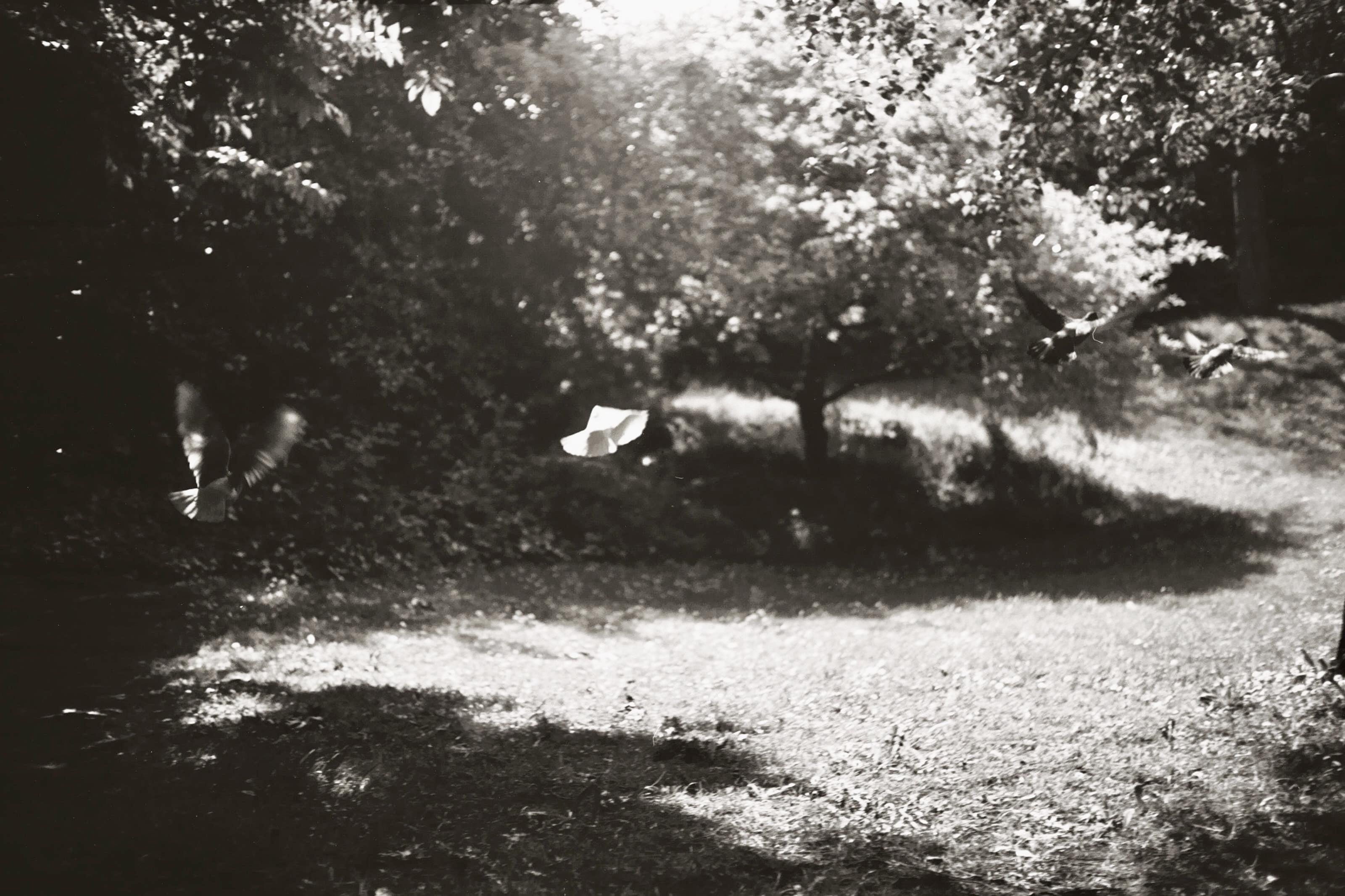 Pigeons taking flight in a Bristol park.