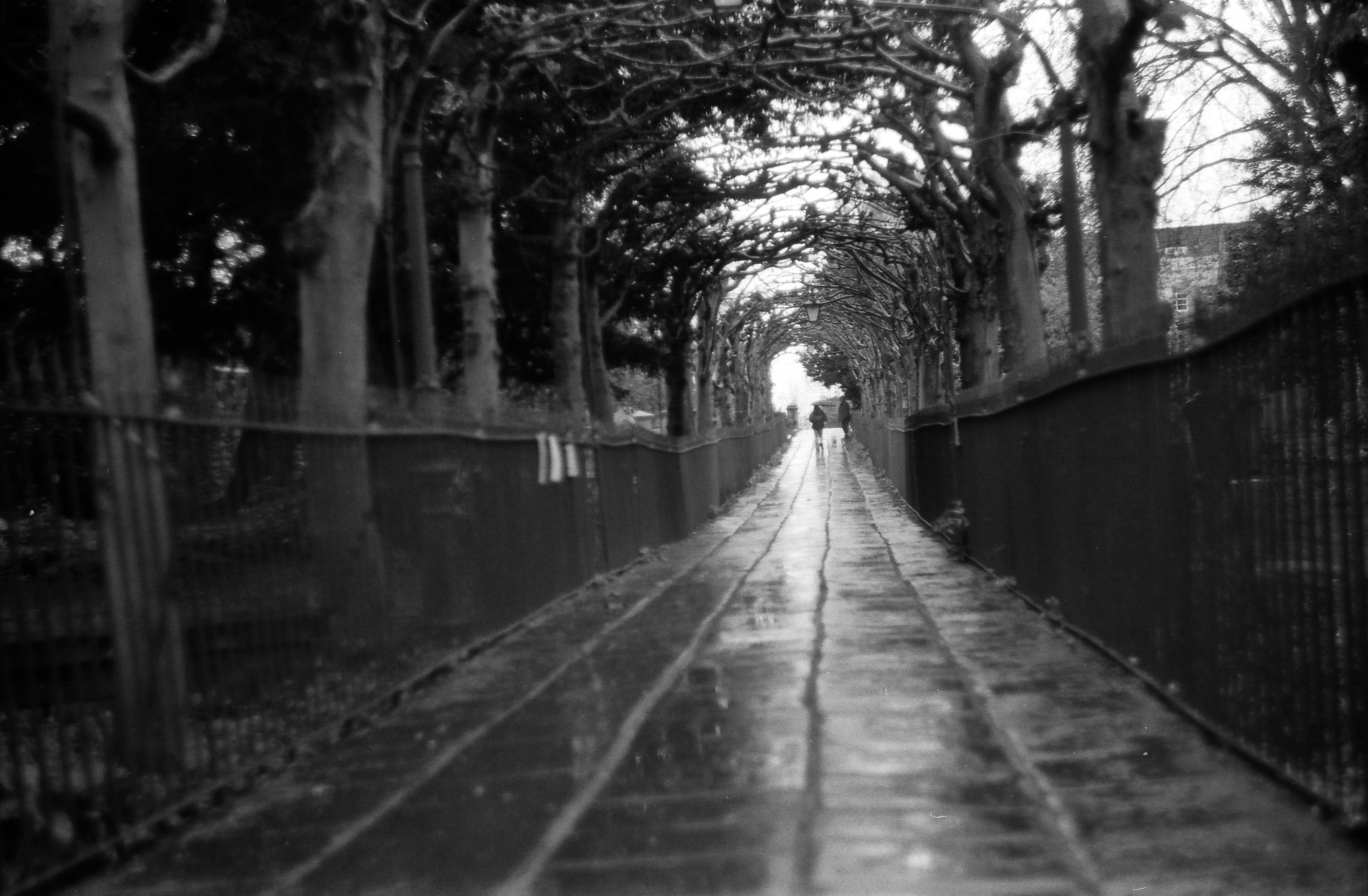 A view town a tunnel of thorns in a cemetery in Clifton, Bristol.