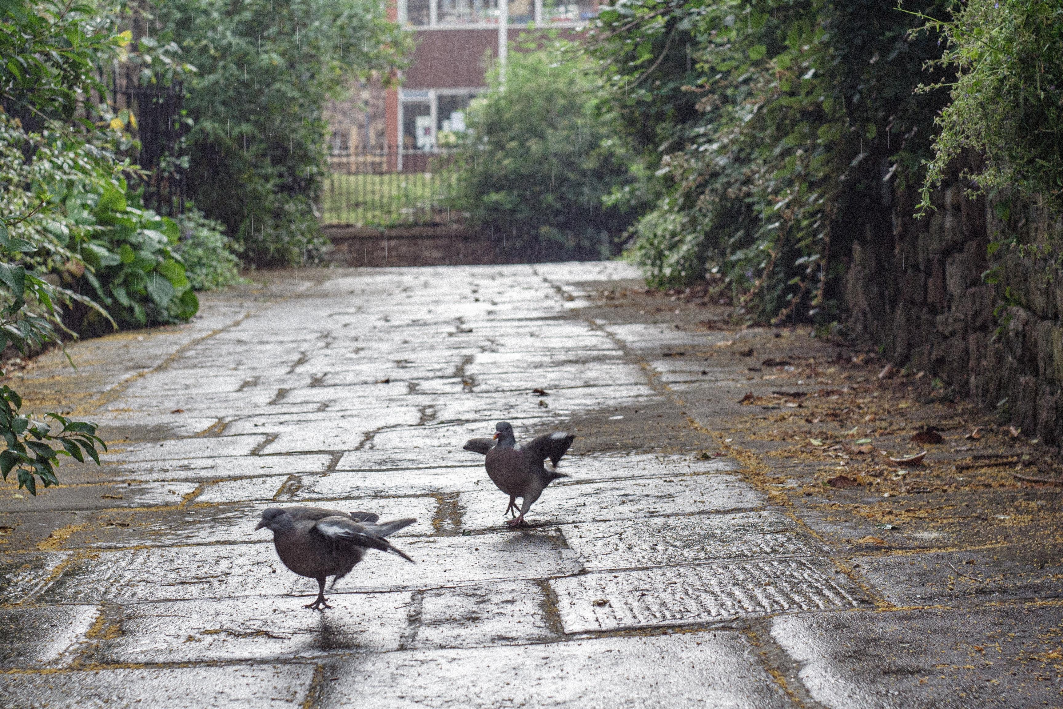 A photo taken in Bristol. The cobbles are still wet from the rain. A pigeon is chasing after another pigeon.