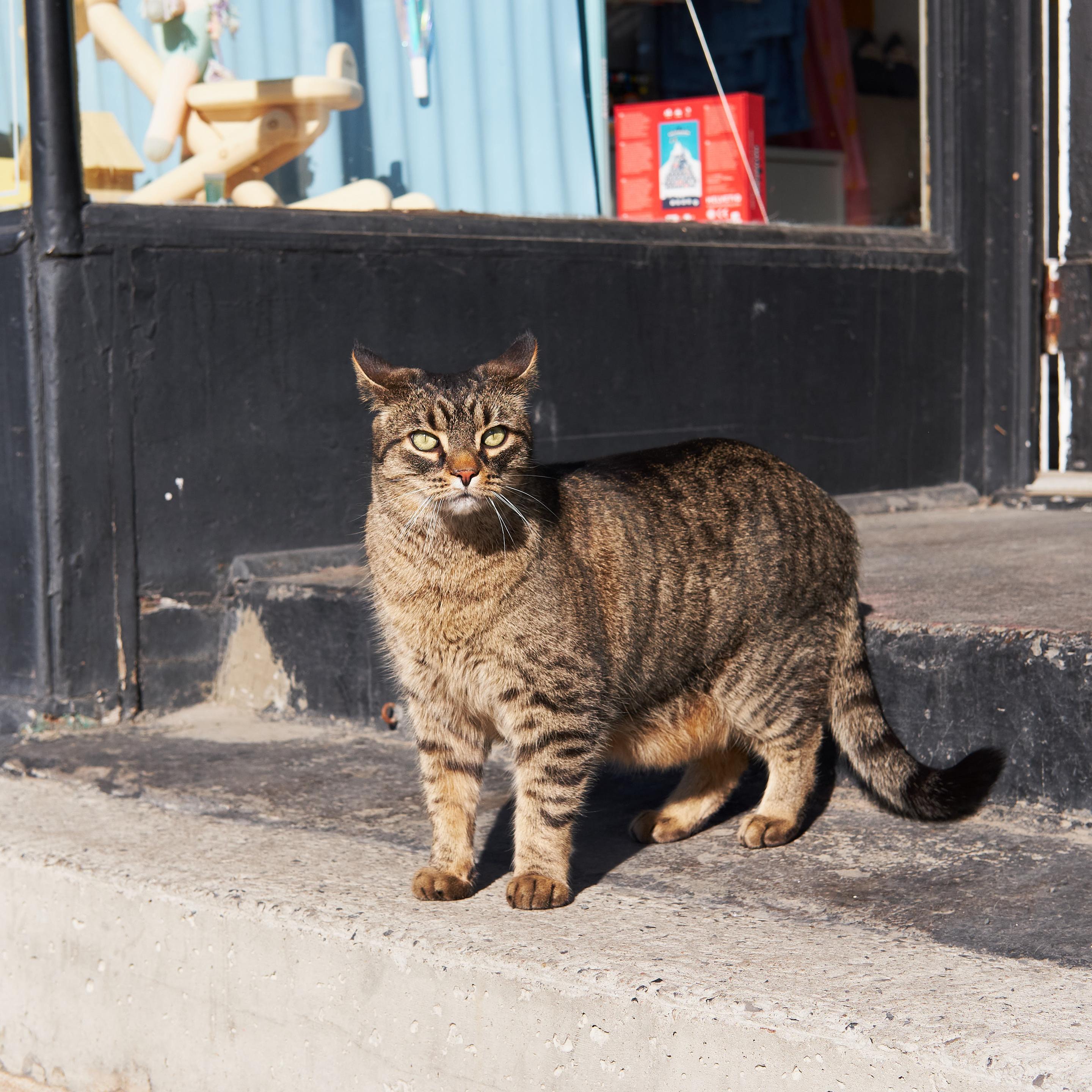 A very chunky cat that was outside a store in Montréal.
