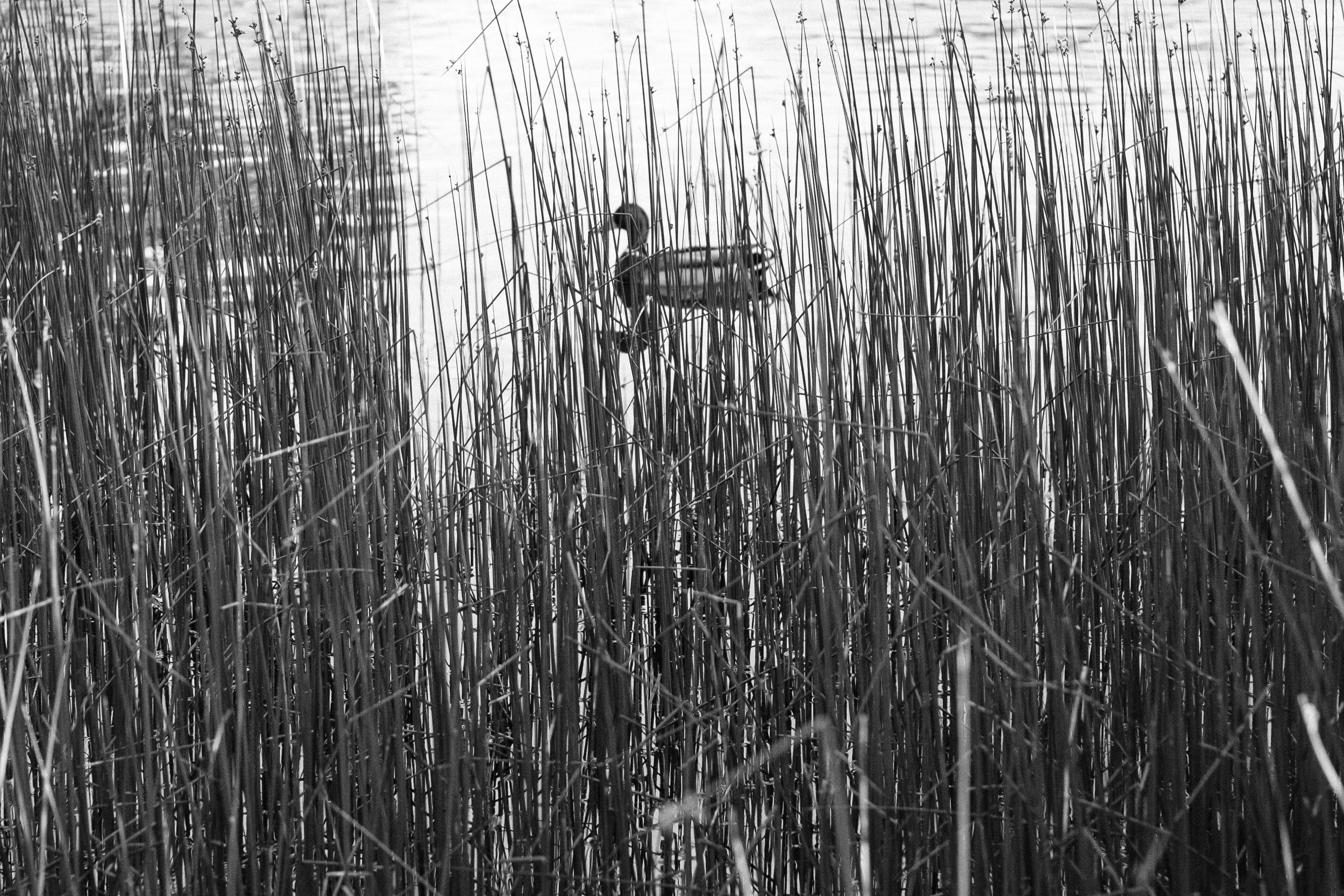 Through the reeds we see the vague outlines of a duck.