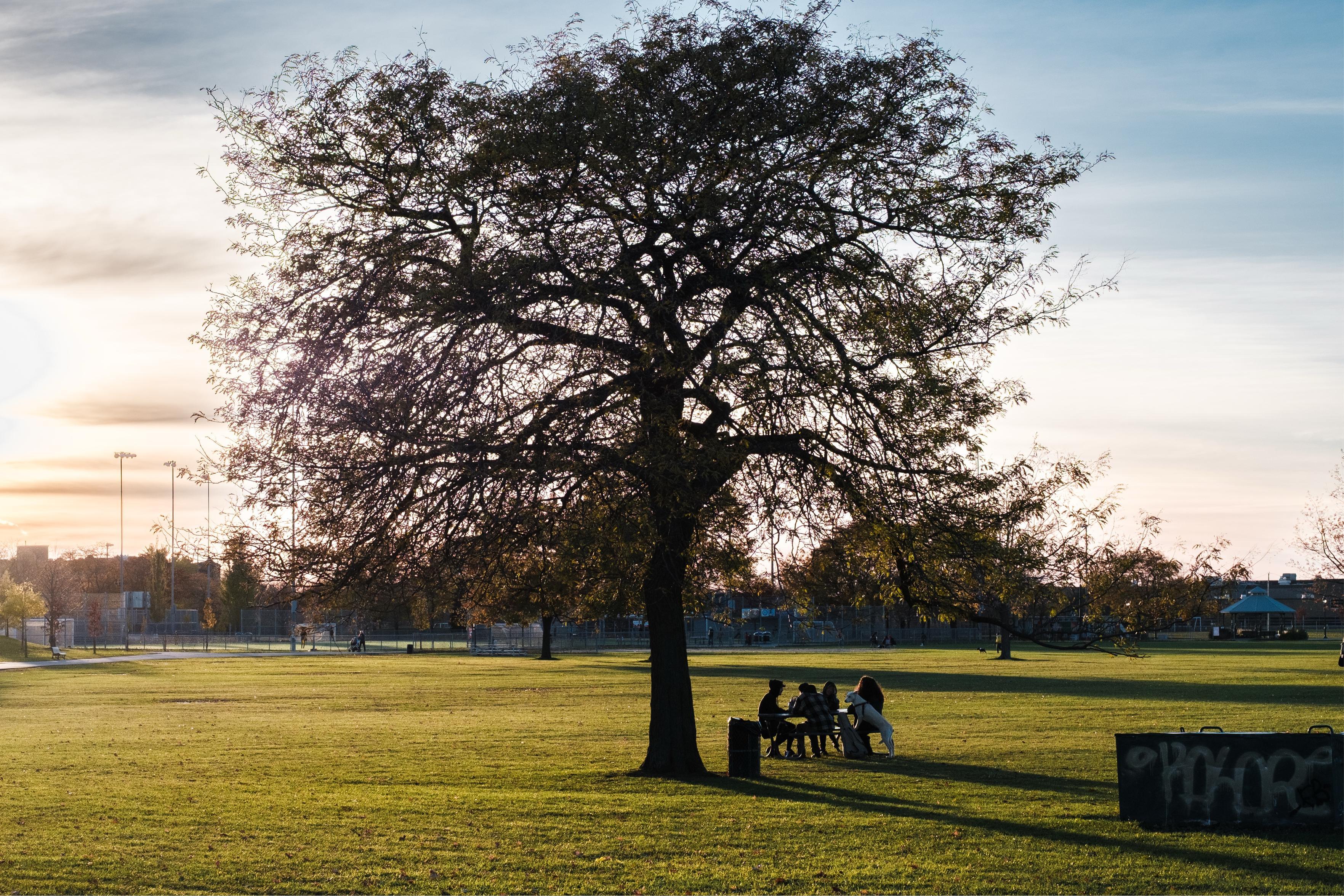 Teenagers meet under a tree in Parc Jarry, Montréal as the sun sets.