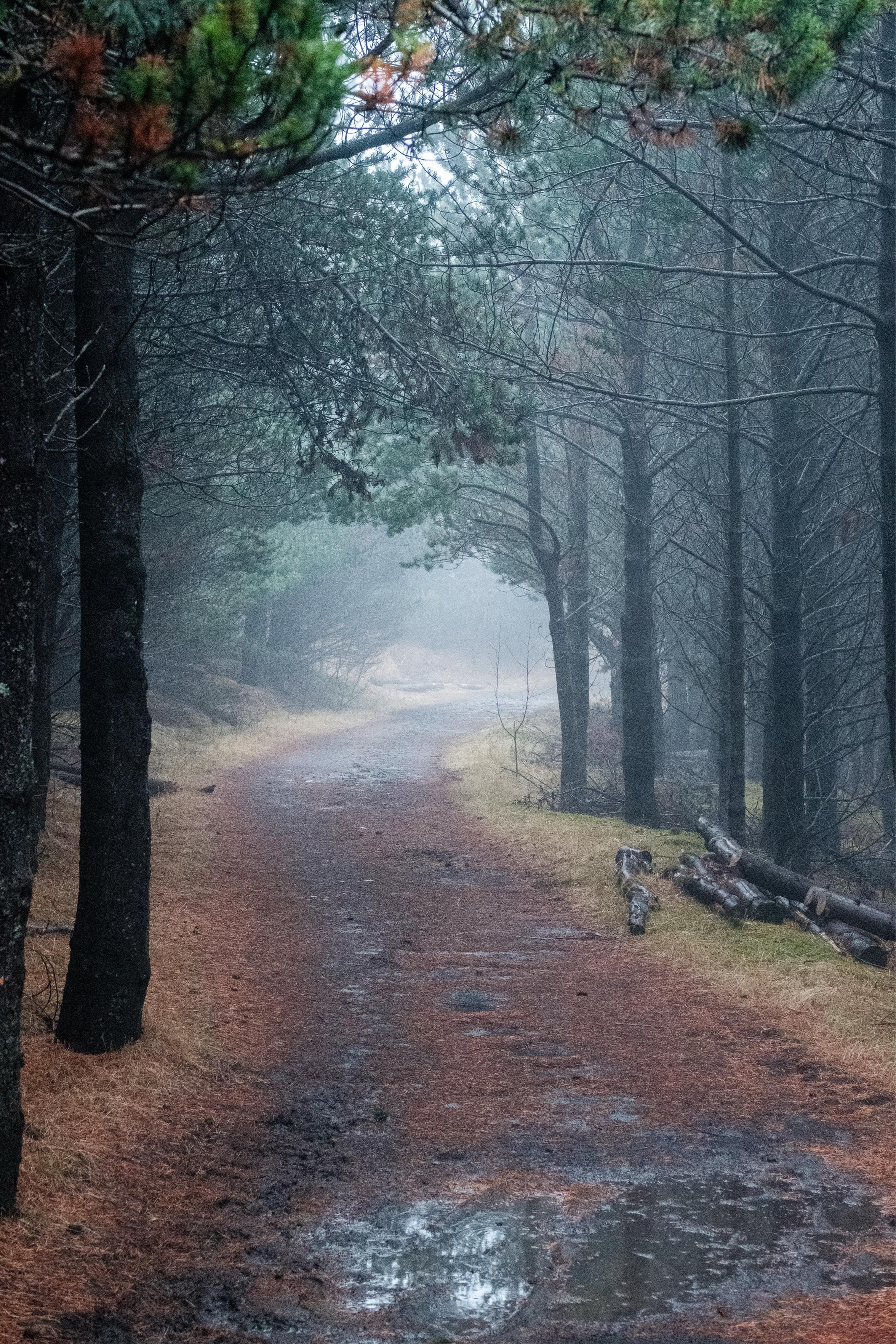 Autumn mist in the reforestation area near Hveragerði.