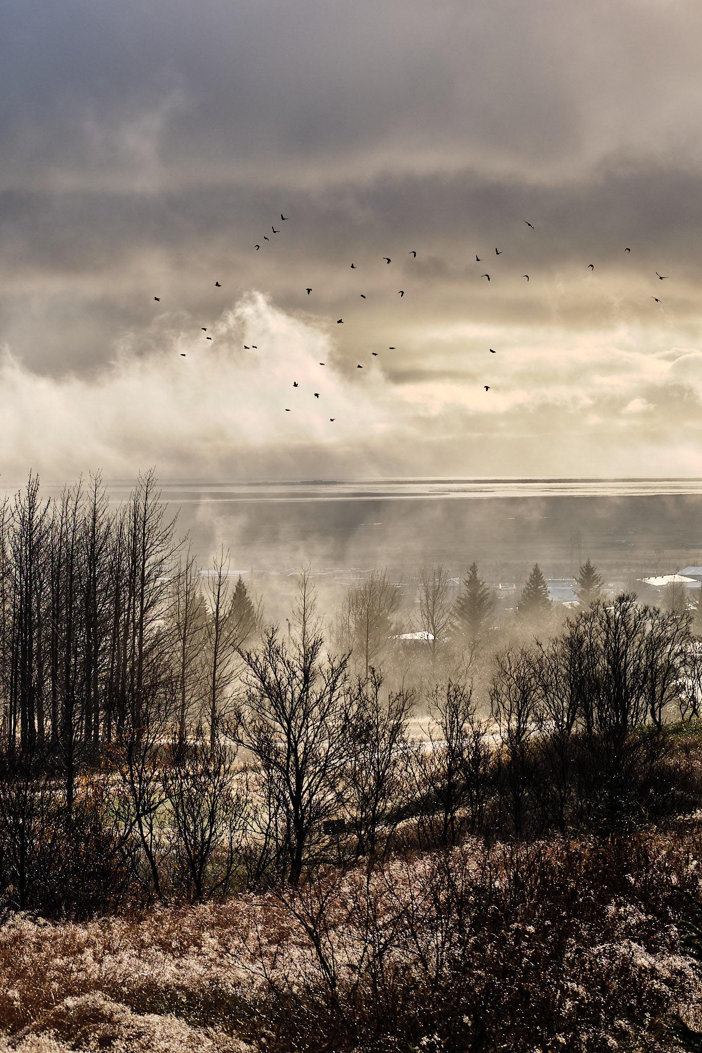 Mist covers the ground. Snow is scattered. Starlings fly above.