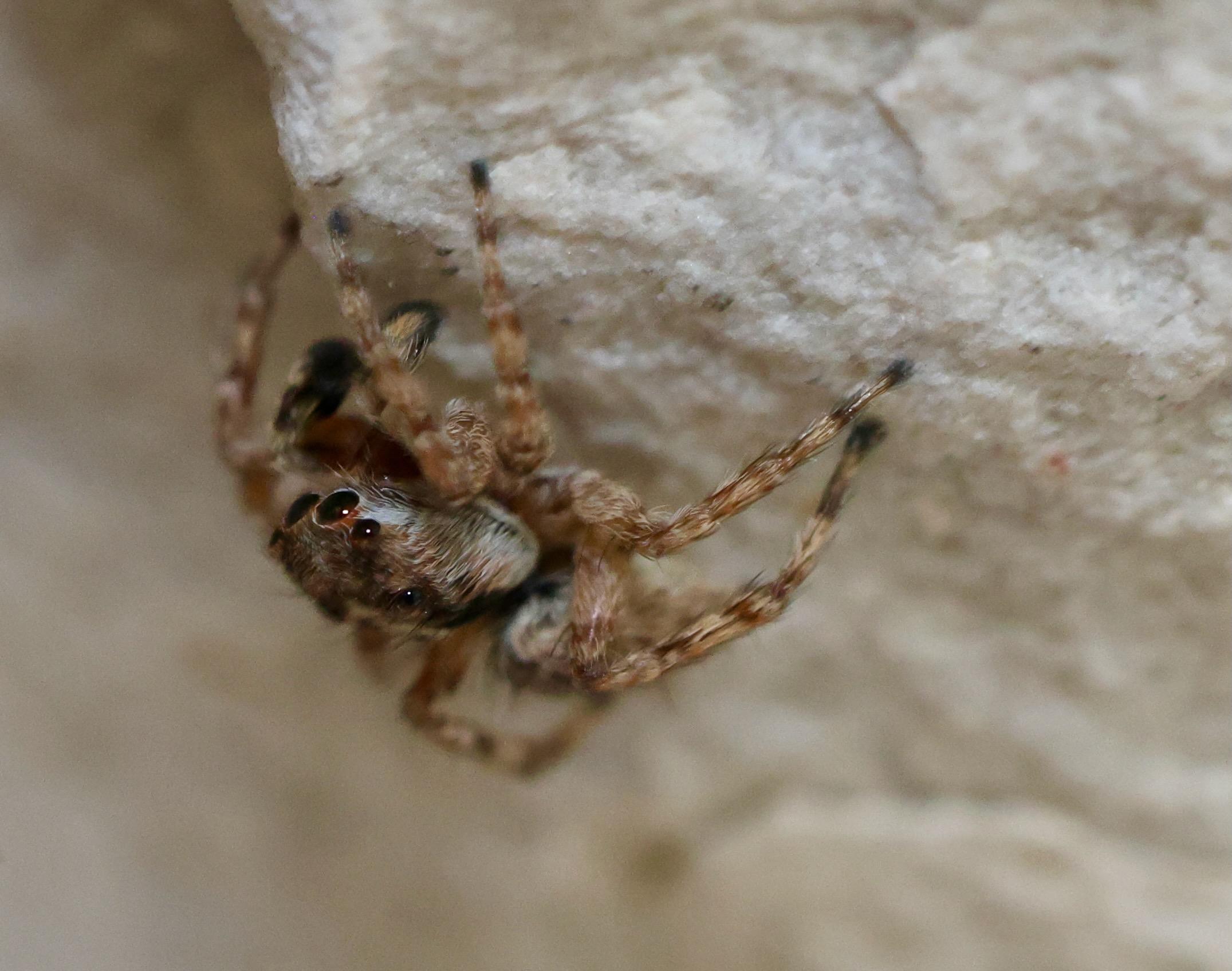 asiatic jumper