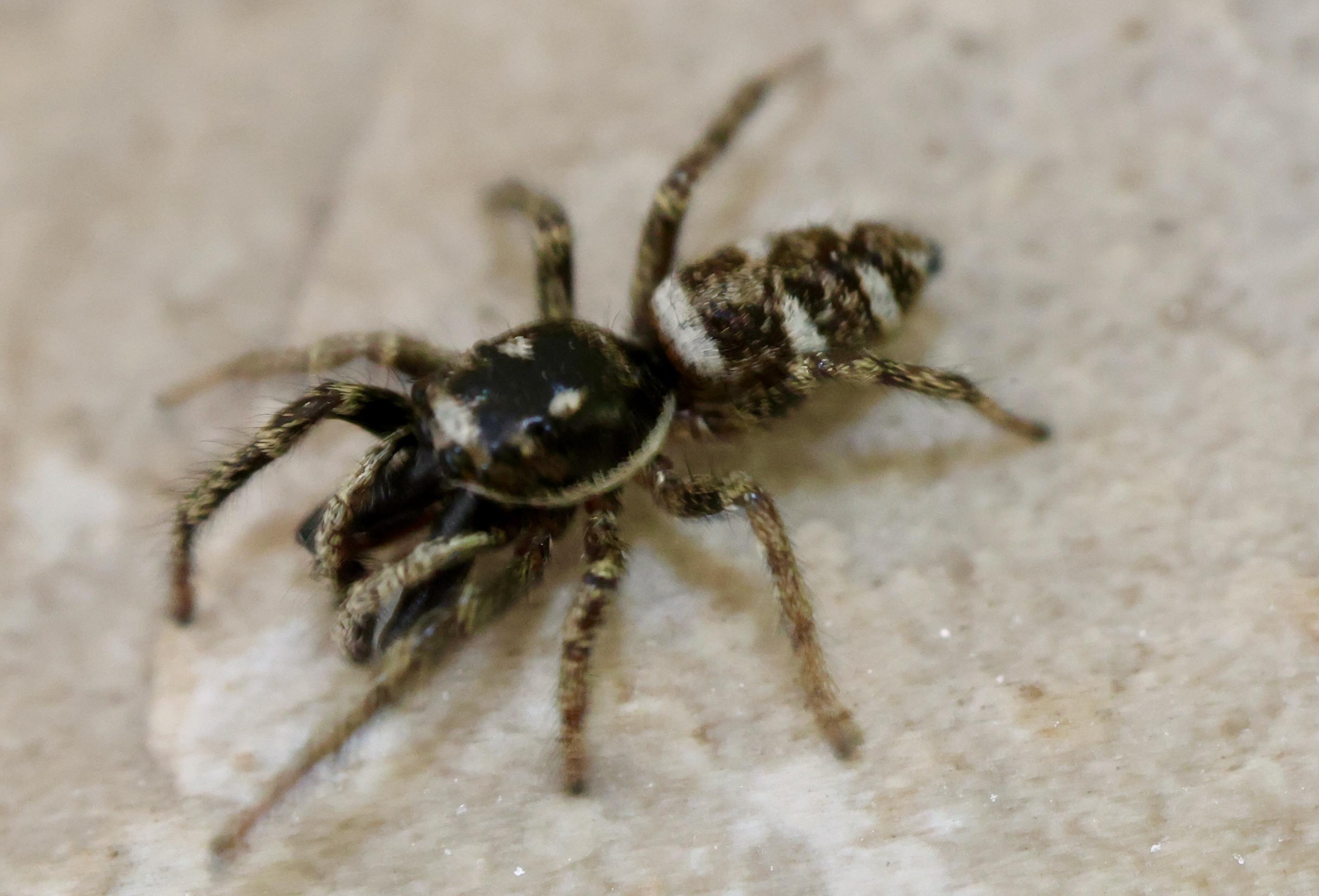 zebra jumper