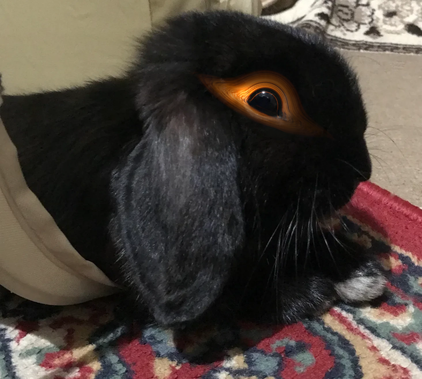 A picture of the front end of a small black lop-eared rabbit with a bright eye that's actually the event horizon and accretion disk of a black hole, looking at the camera, little paws out front, little whiskers shining in the room light, just comfortable and peaceful on a rug and definitely not thinking about spacetime, magnetars, planets, or probably even anything more than digestion and his next fart.